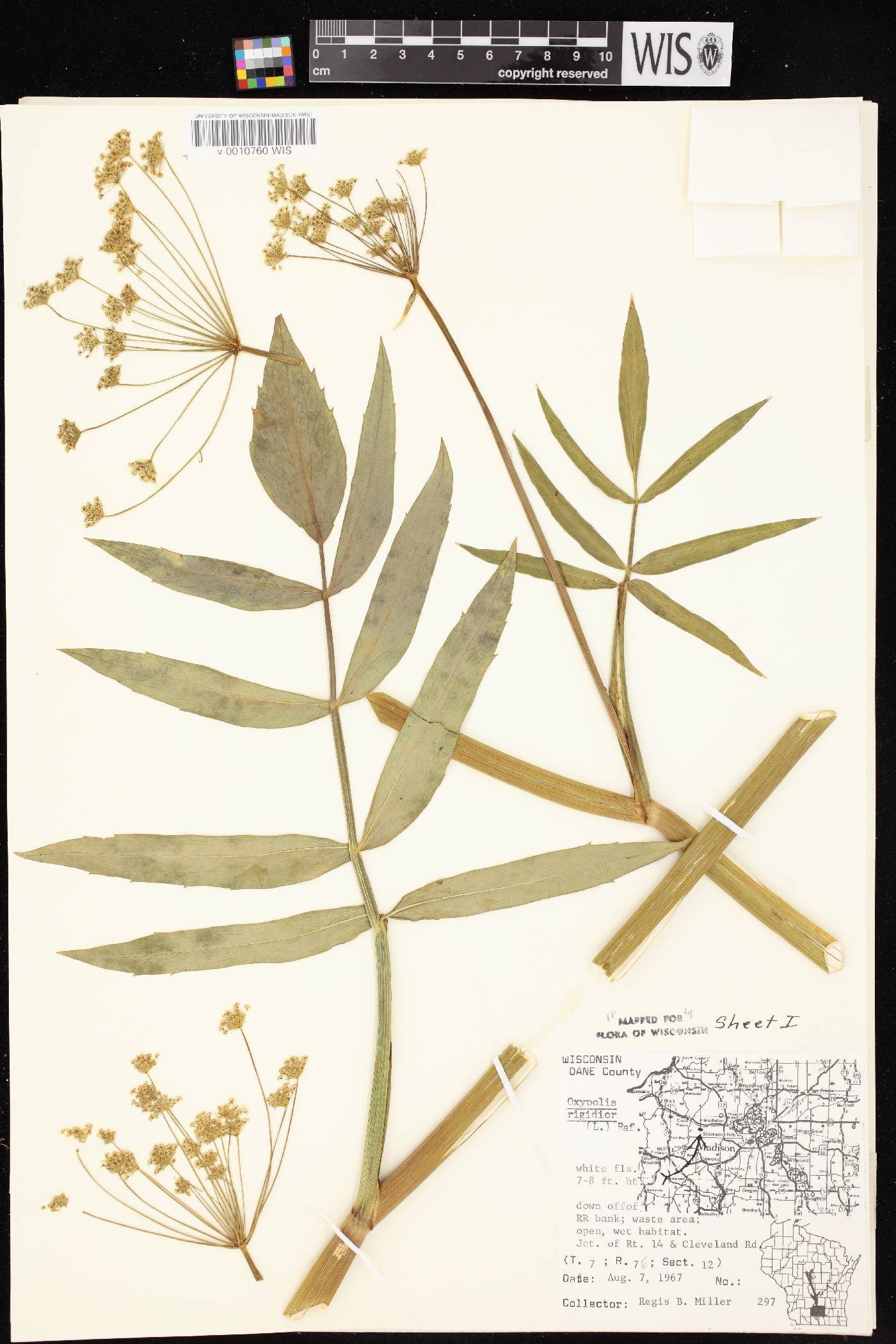 Oxypolis rigidior image
