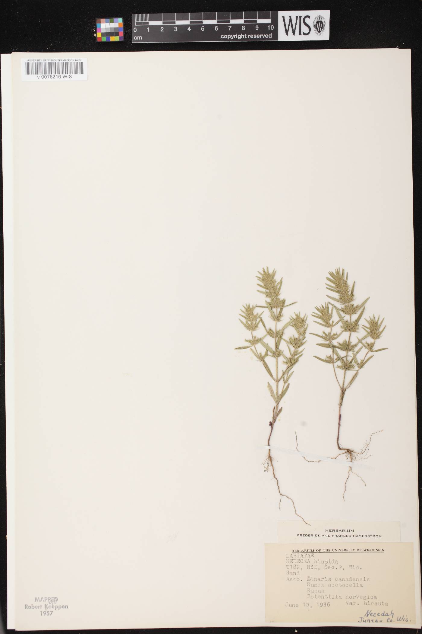 Hedeoma hispida image