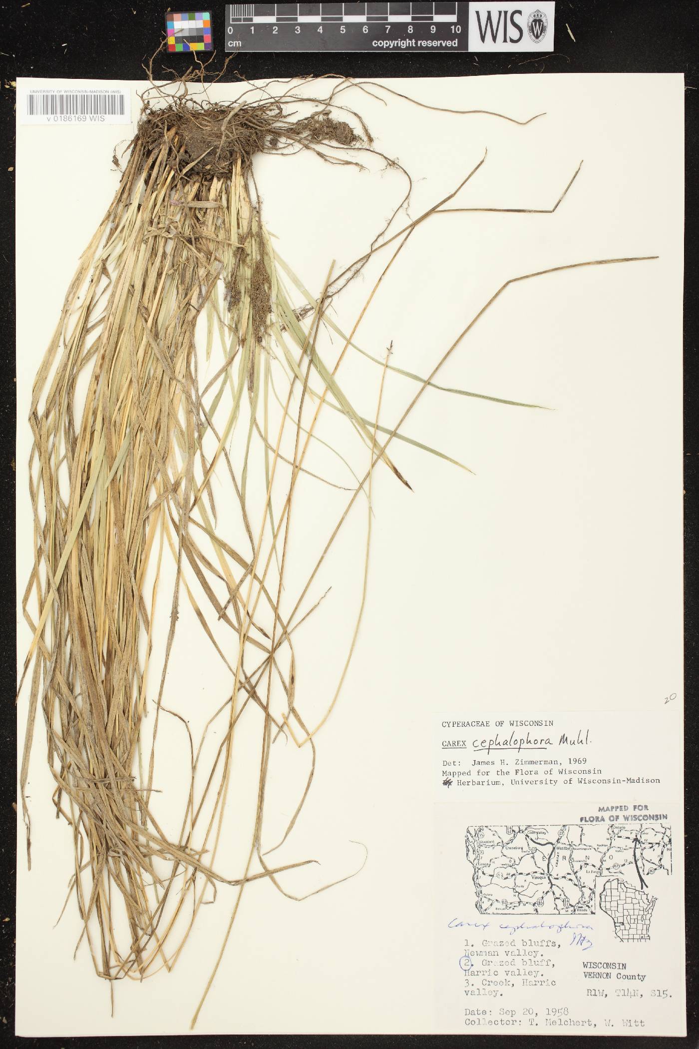 Carex cephalophora image