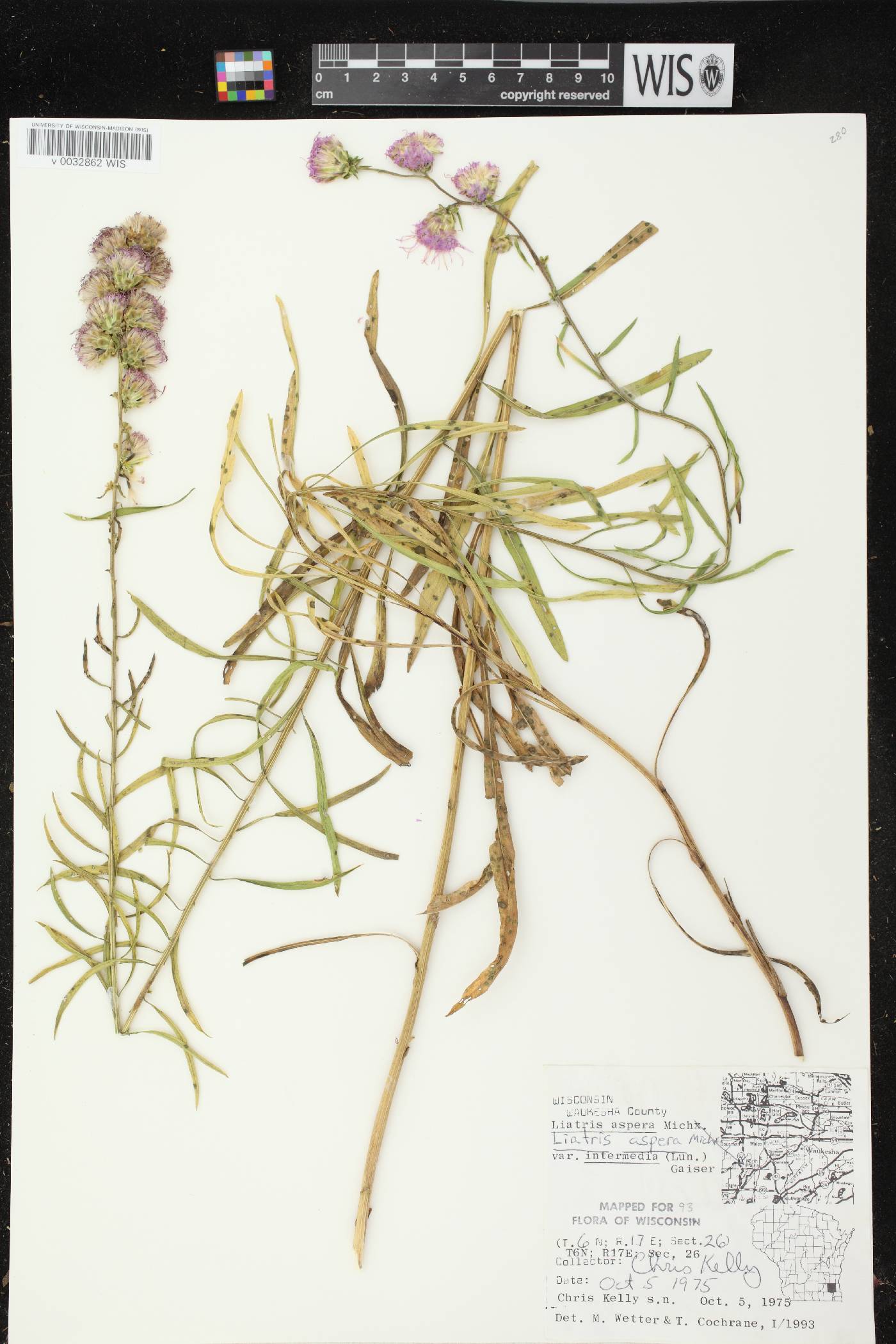 Liatris aspera image