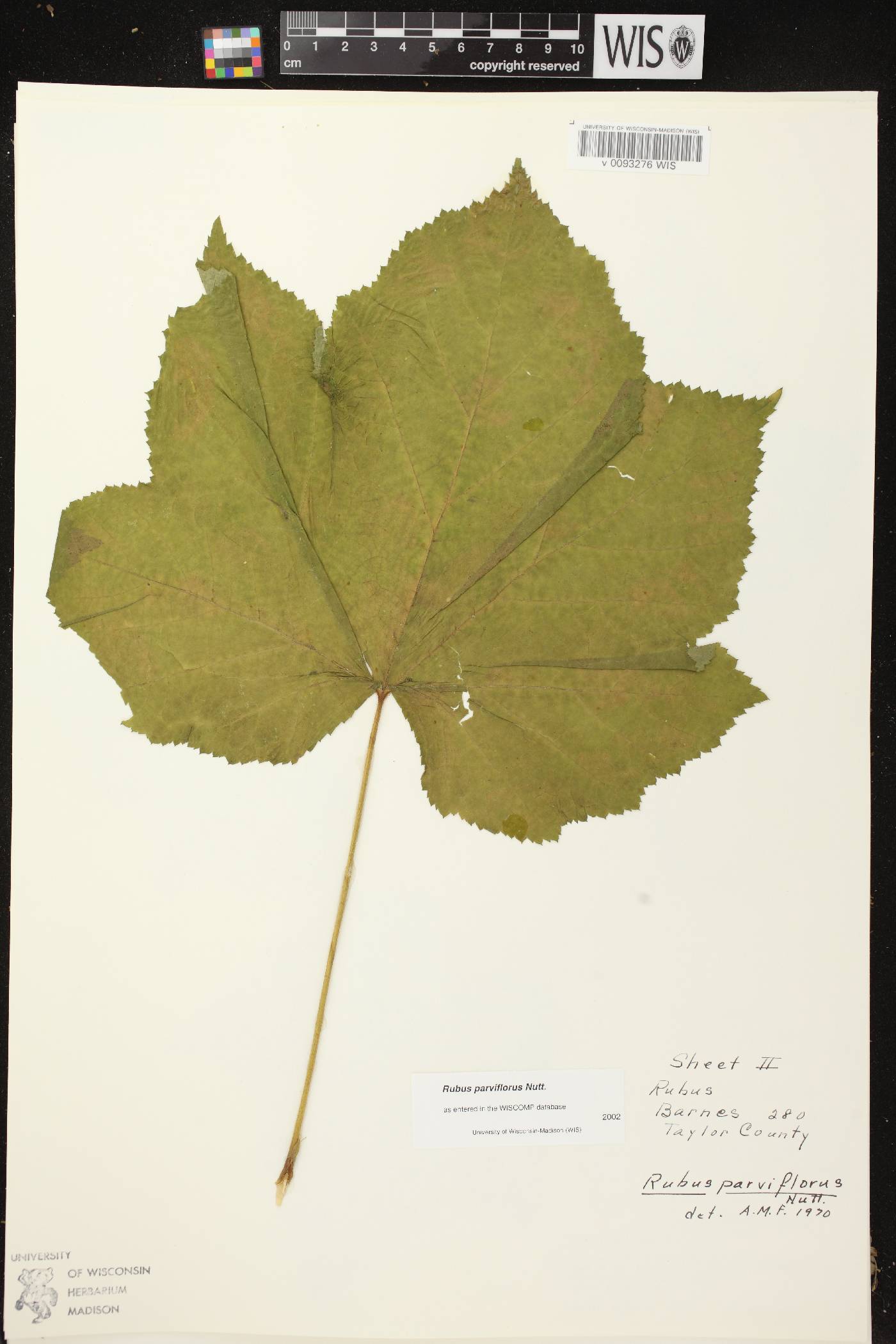 Rubus parviflorus image