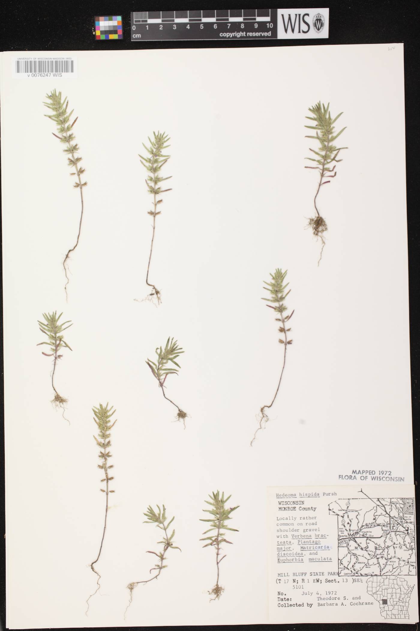 Hedeoma hispida image