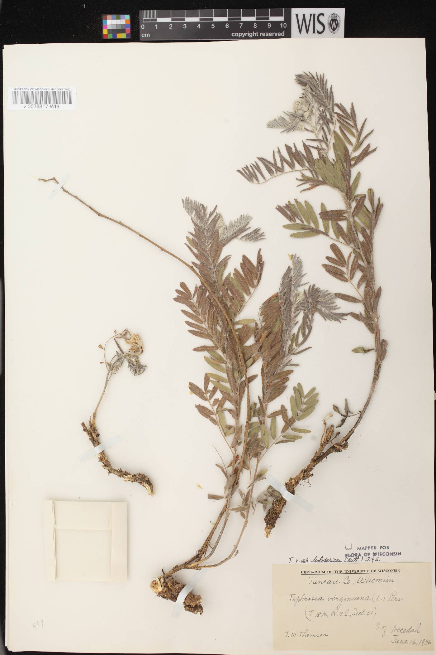 Tephrosia virginiana image