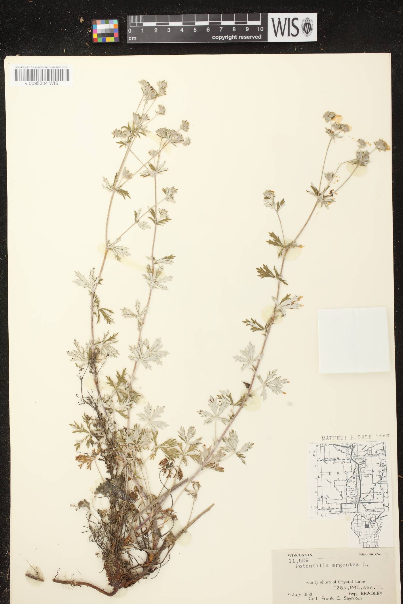 Potentilla argentea image