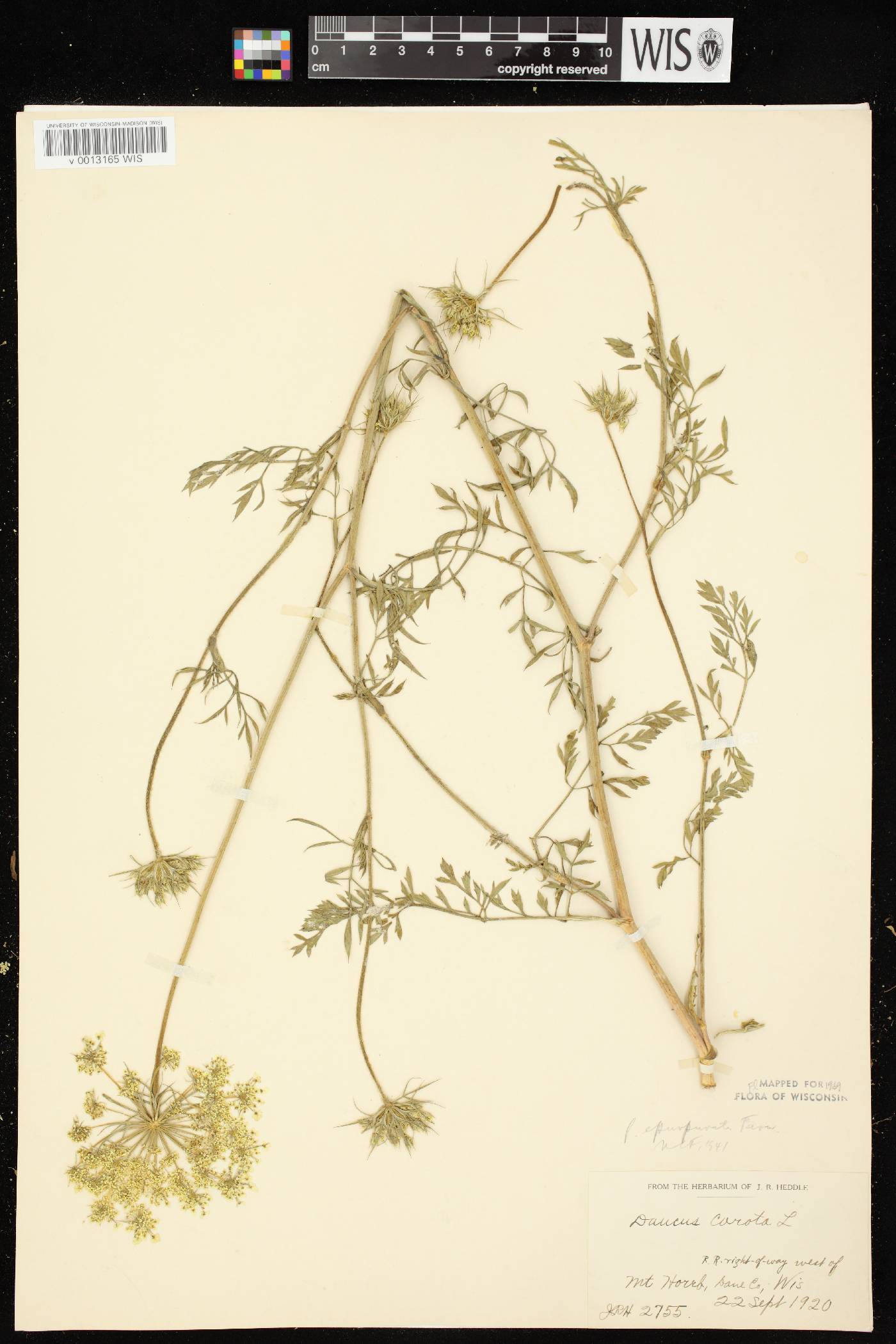 Daucus carota image