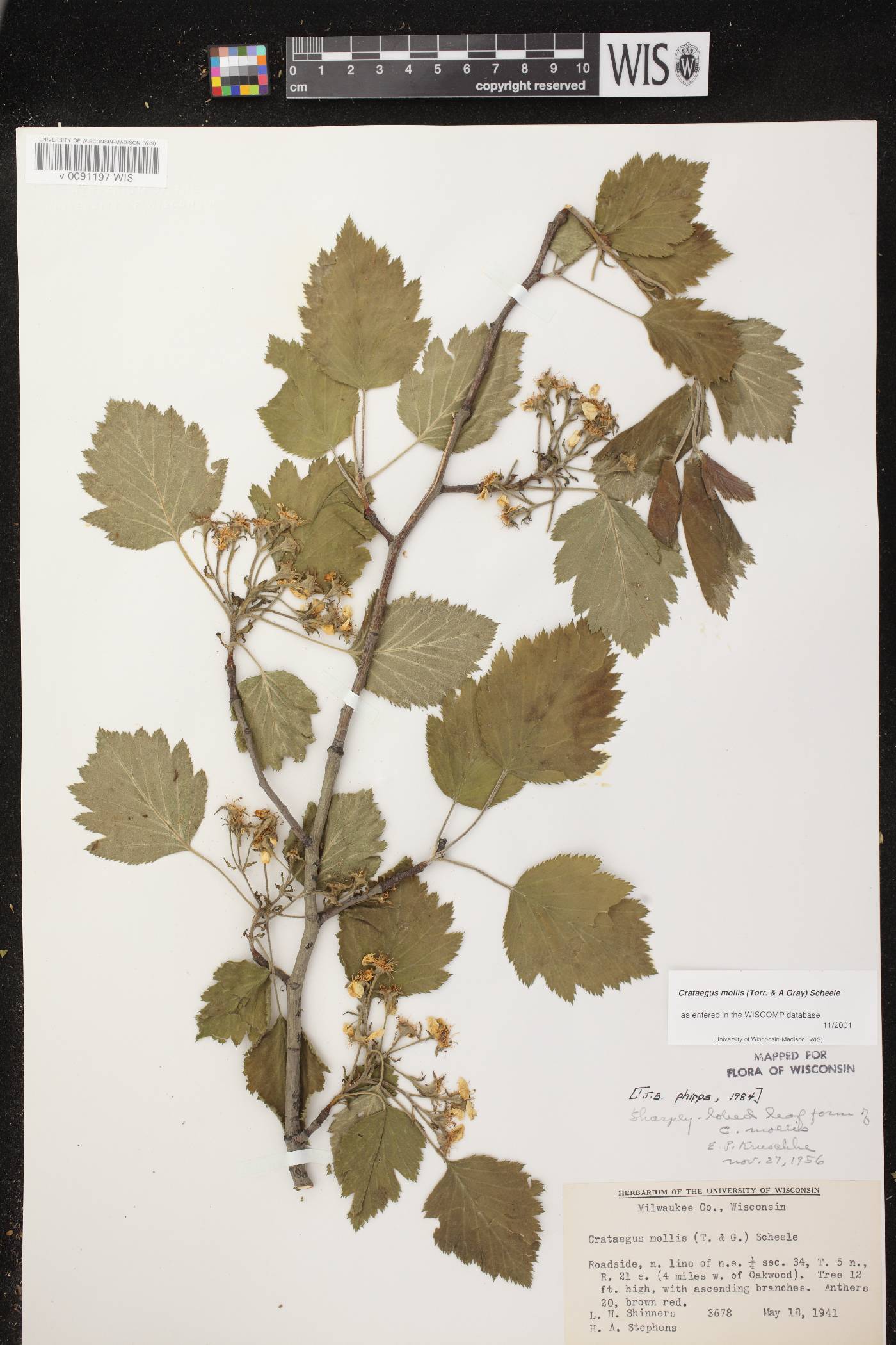 Crataegus mollis image