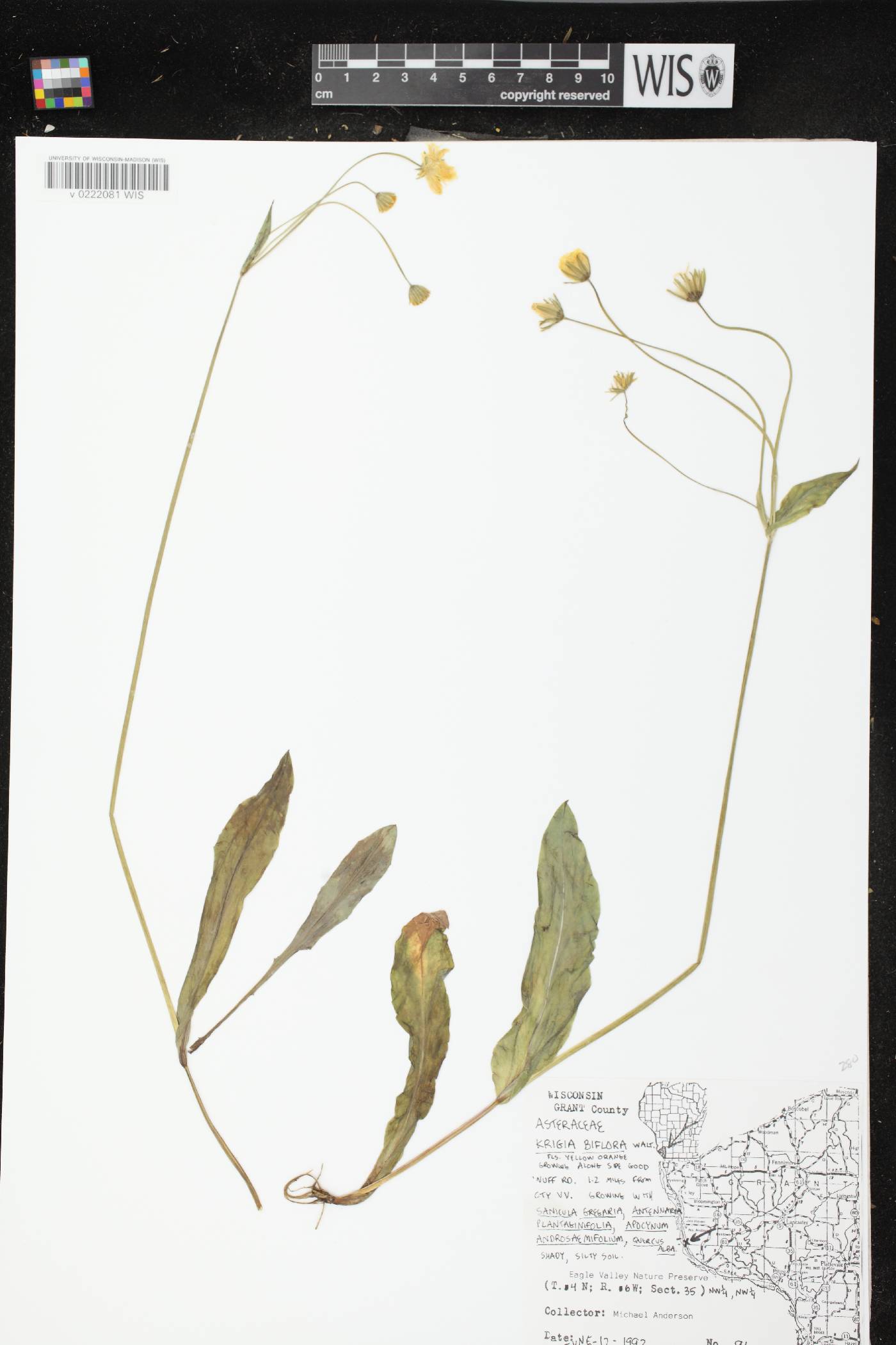Krigia biflora image