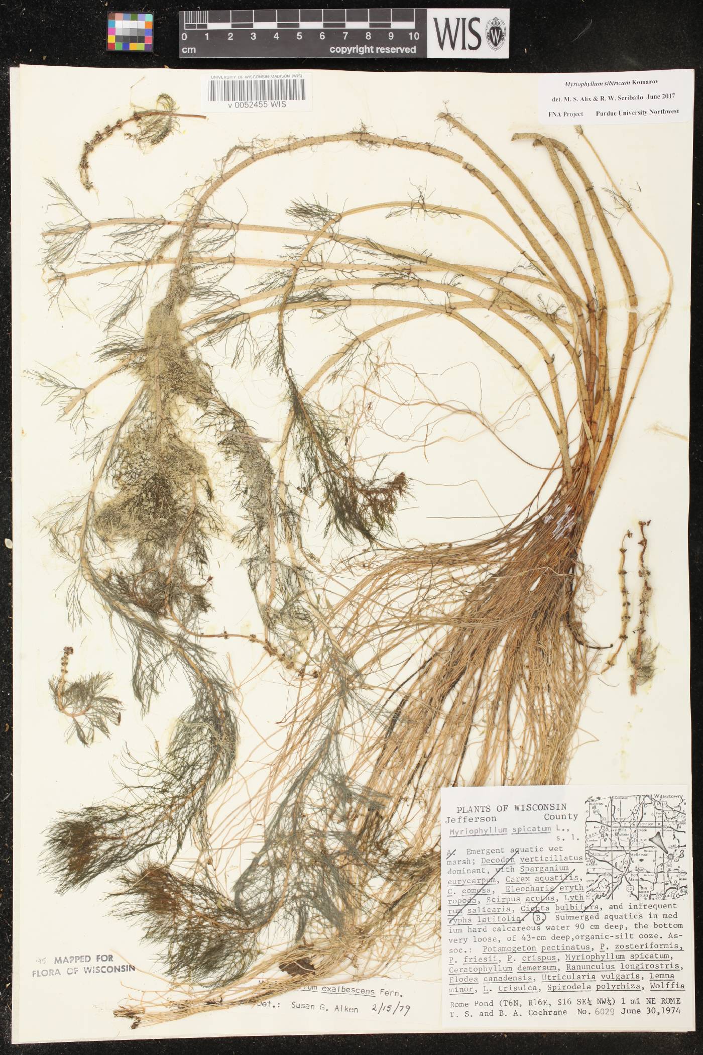 Myriophyllum sibiricum image