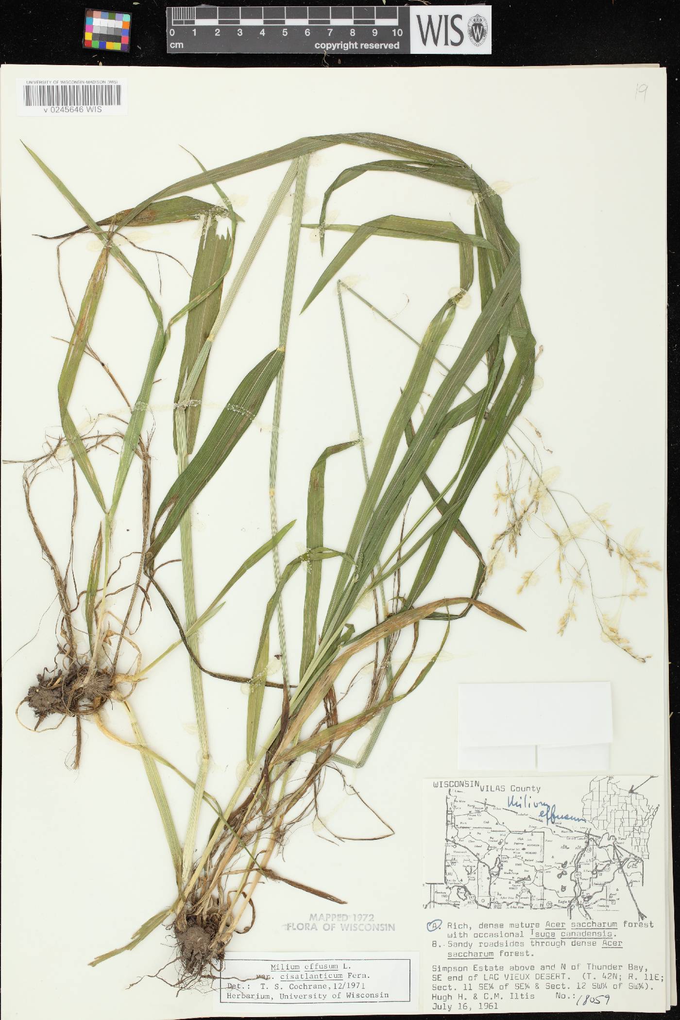 Milium effusum image