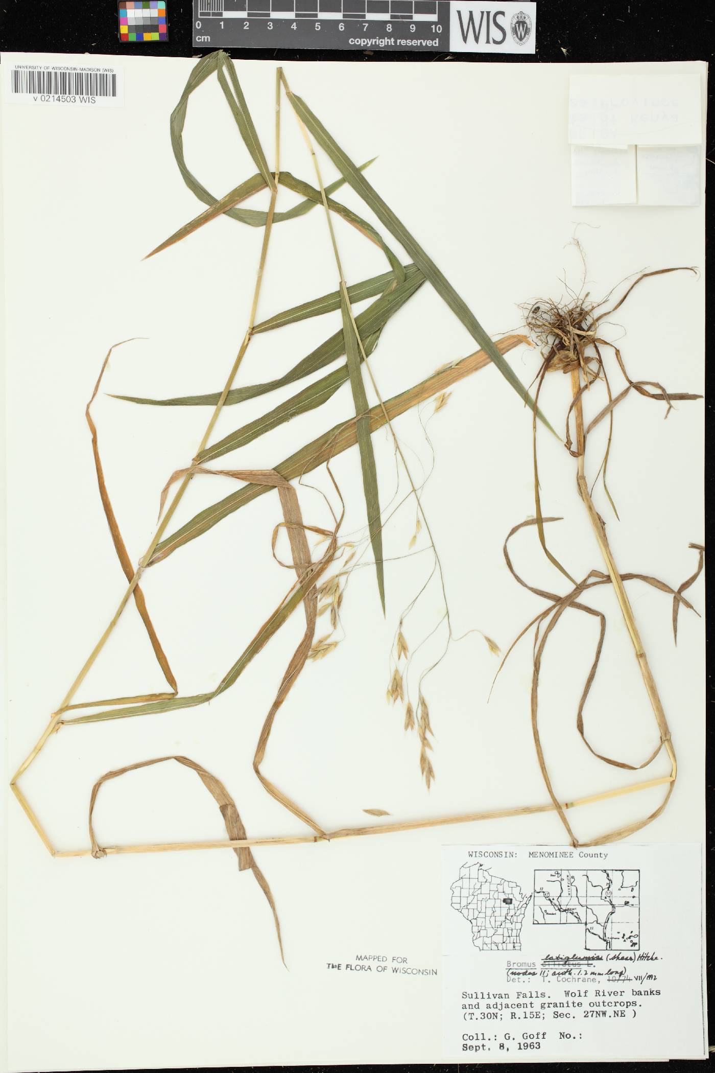 Bromus latiglumis image