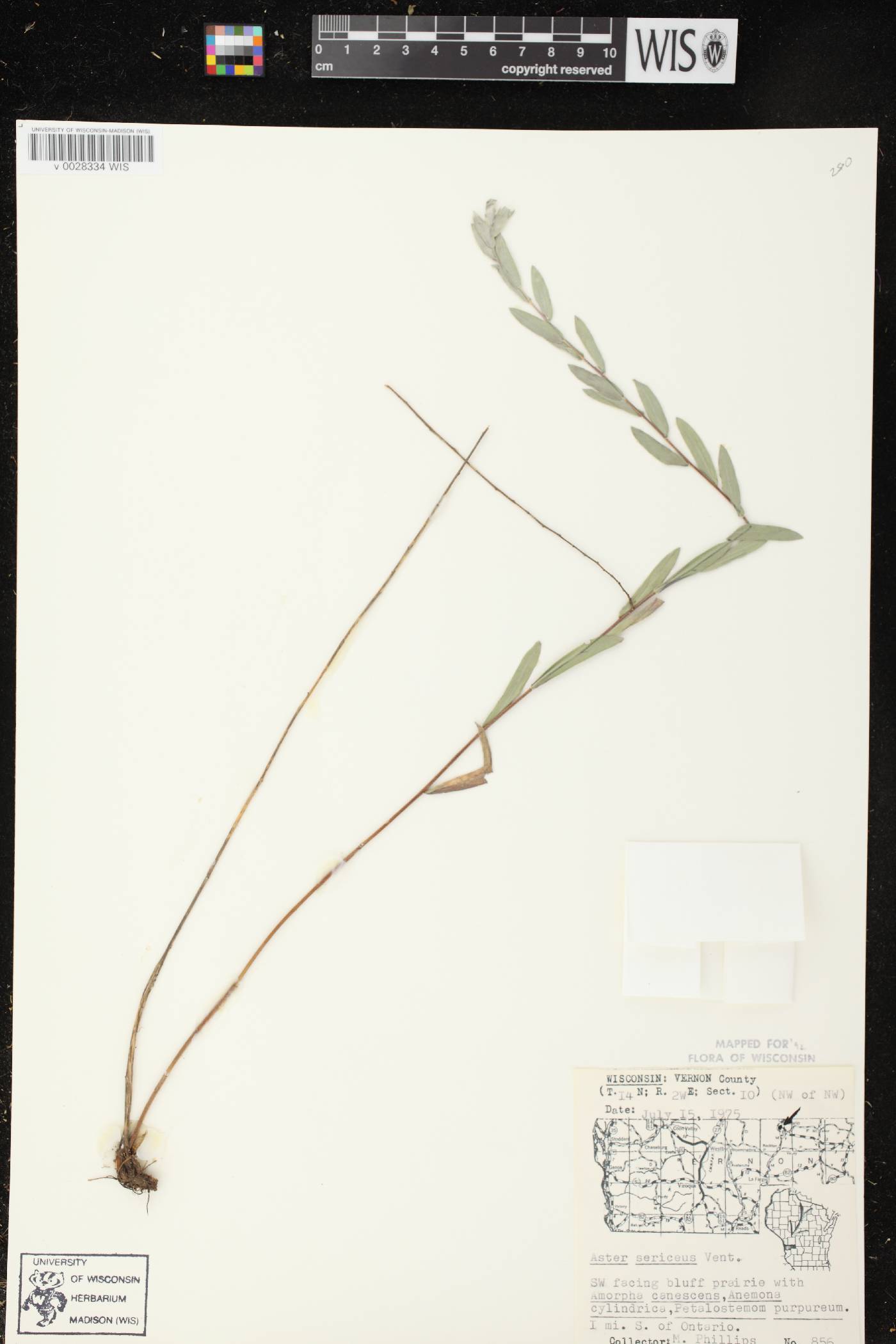 Symphyotrichum sericeum image
