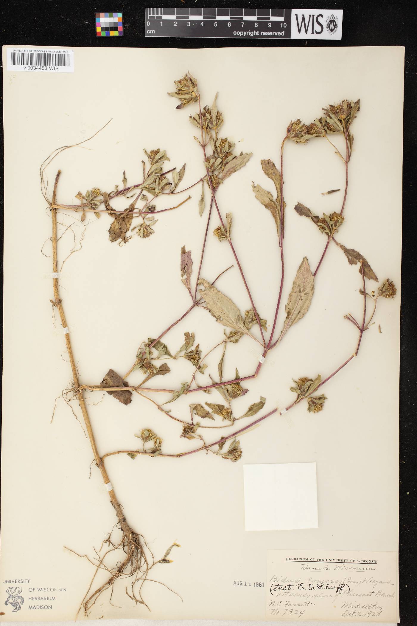 Bidens tripartita image