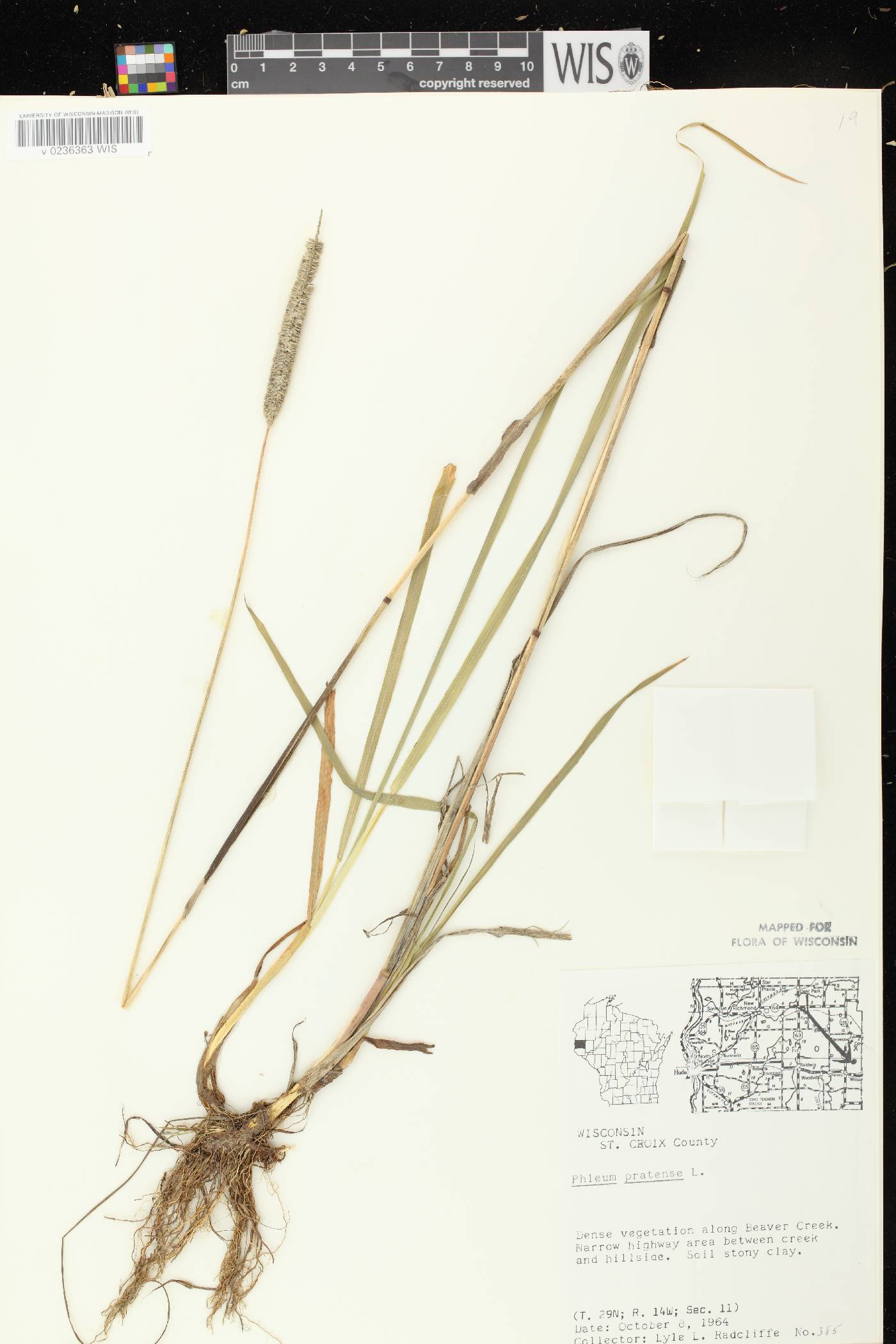 Phleum pratense image