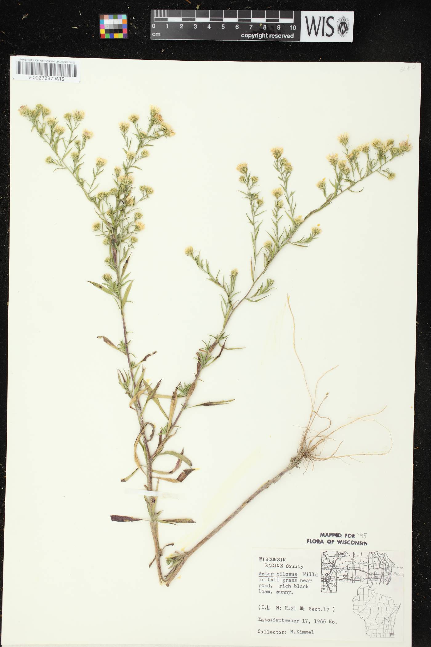 Symphyotrichum pilosum image