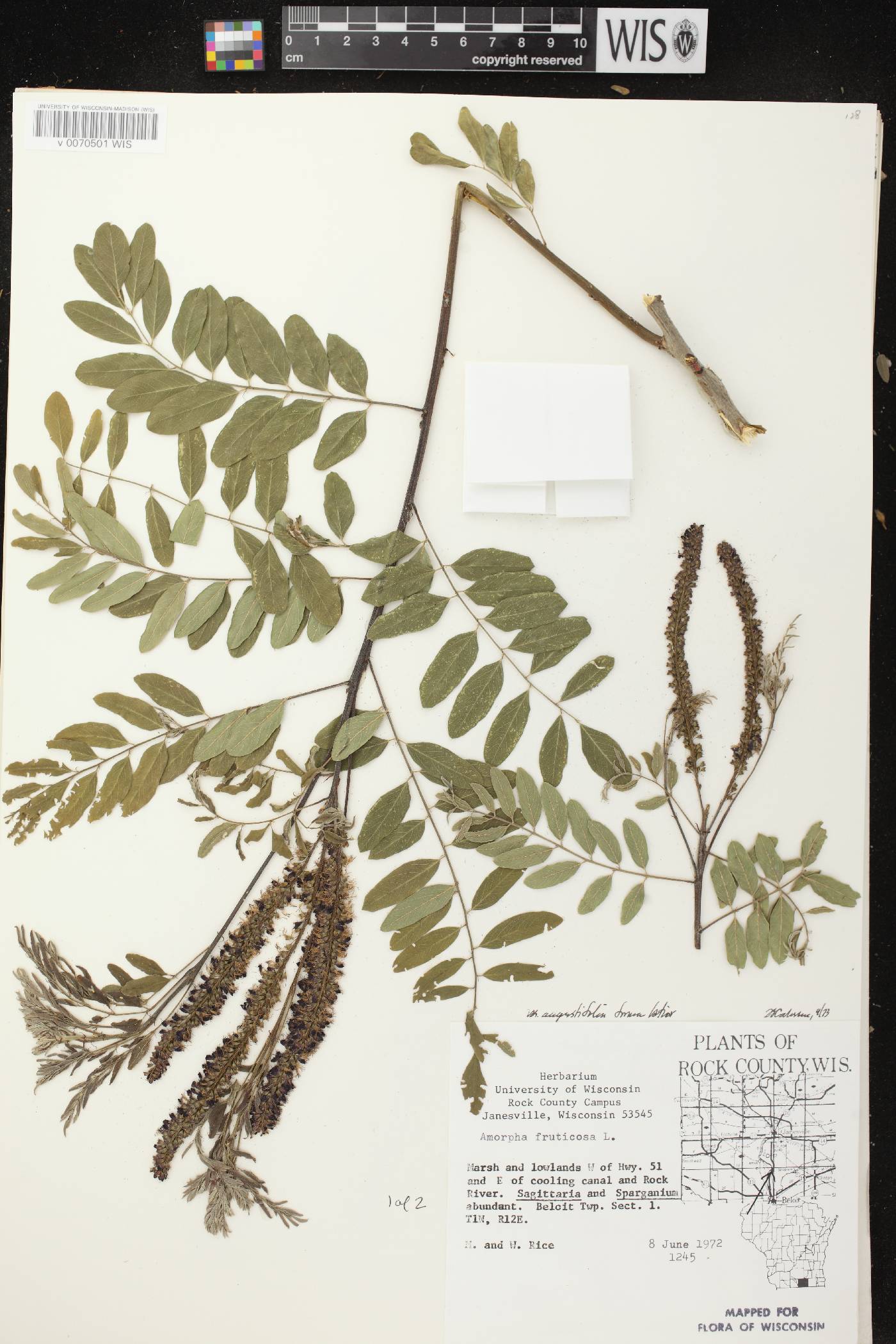 Amorpha fruticosa image