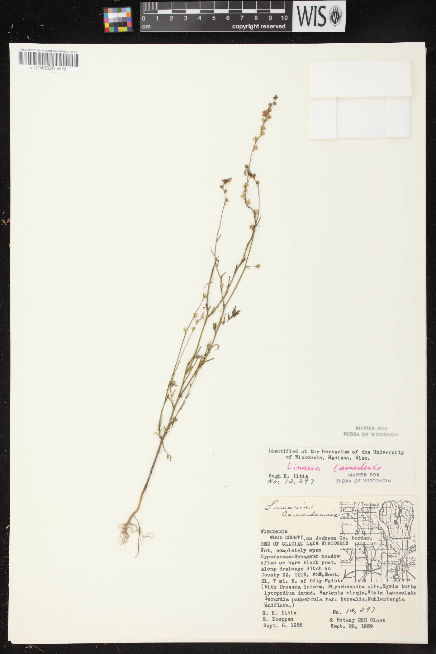 Nuttallanthus canadensis image