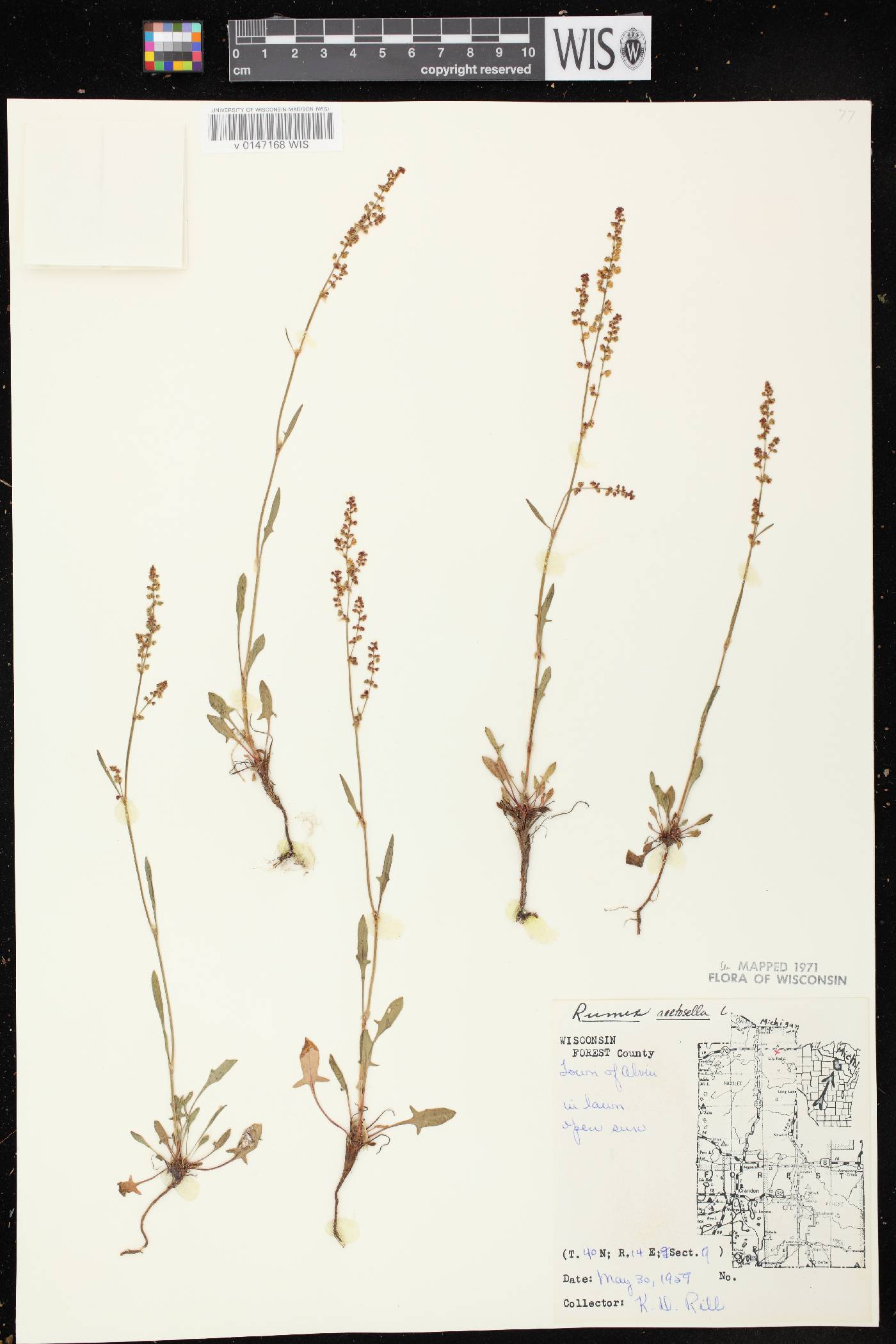 Rumex acetosella image