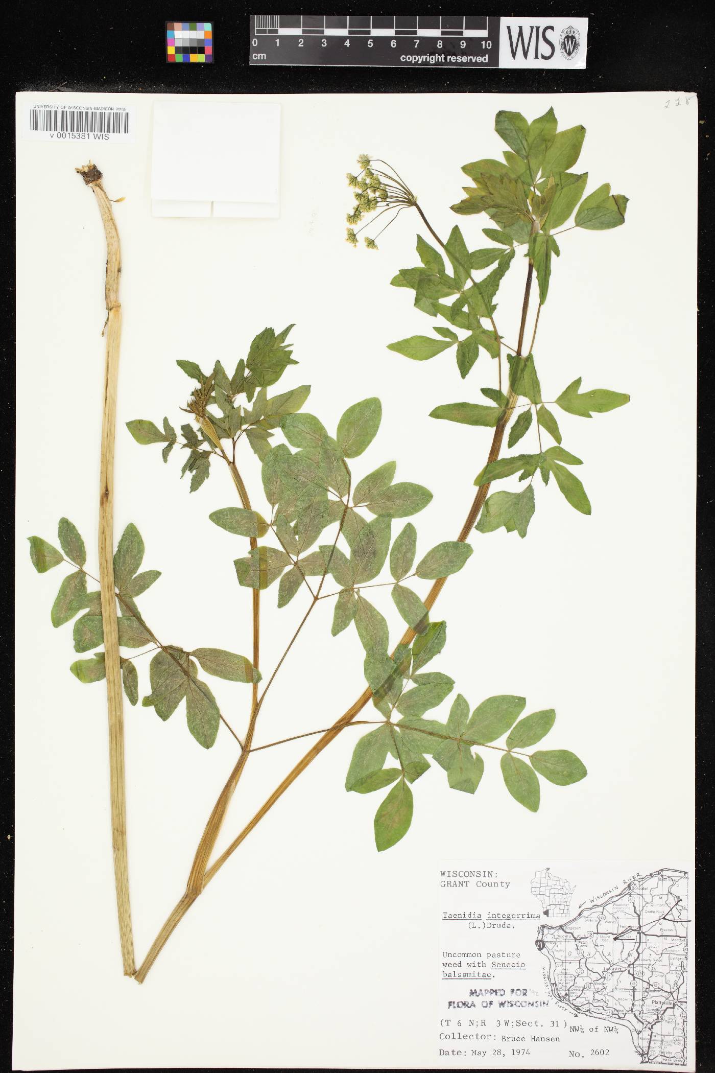 Taenidia integerrima image