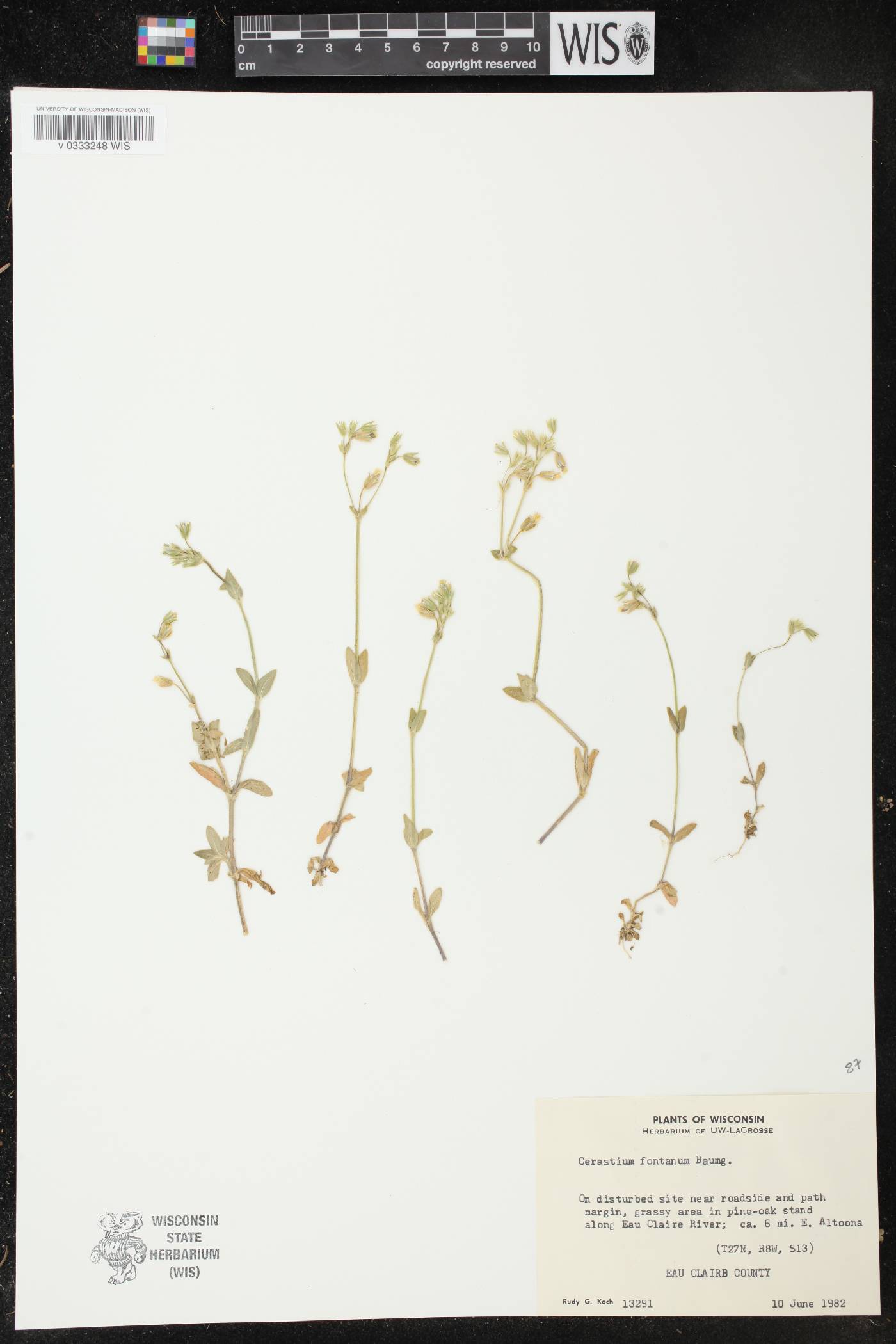 Cerastium fontanum image