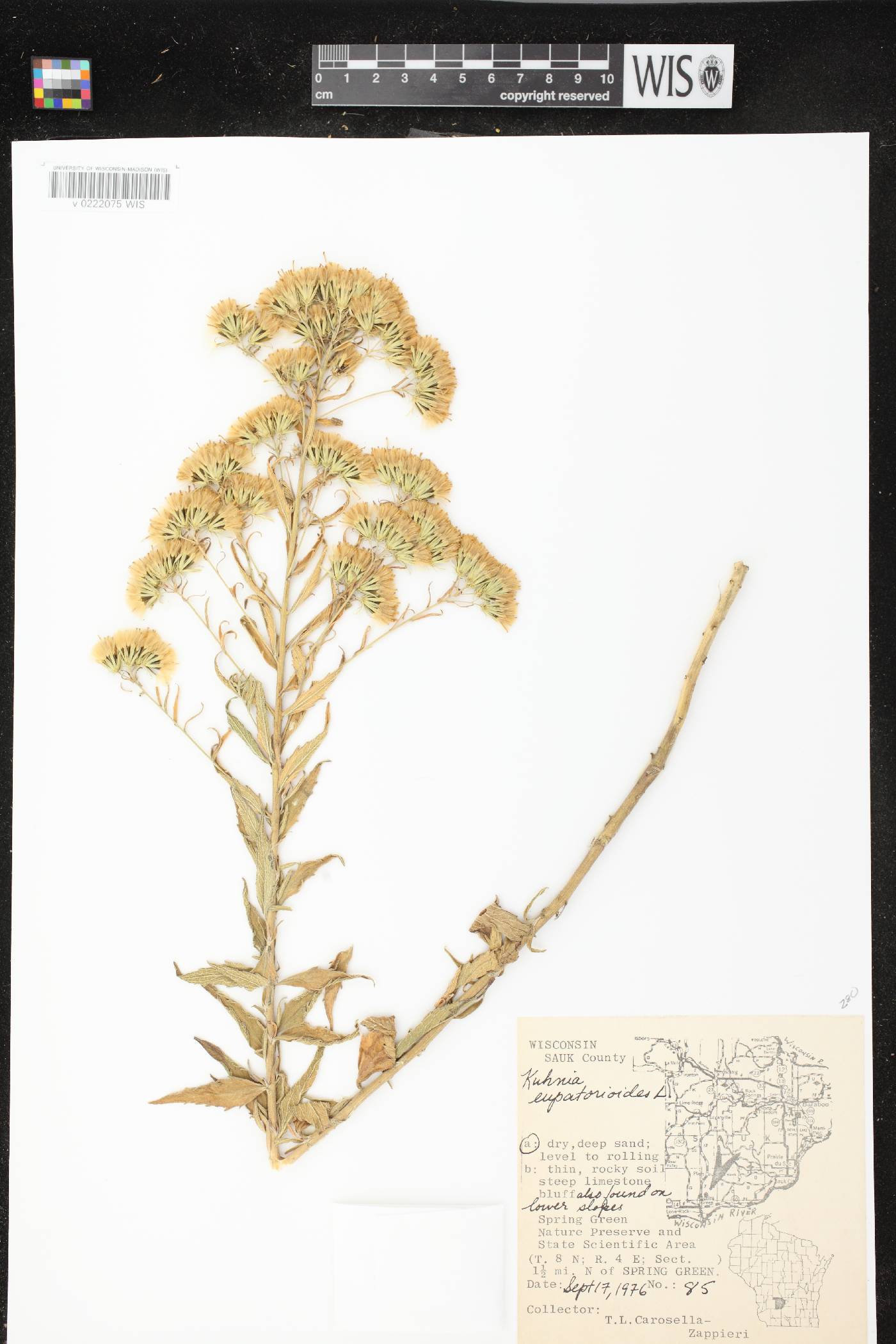 Brickellia eupatorioides image