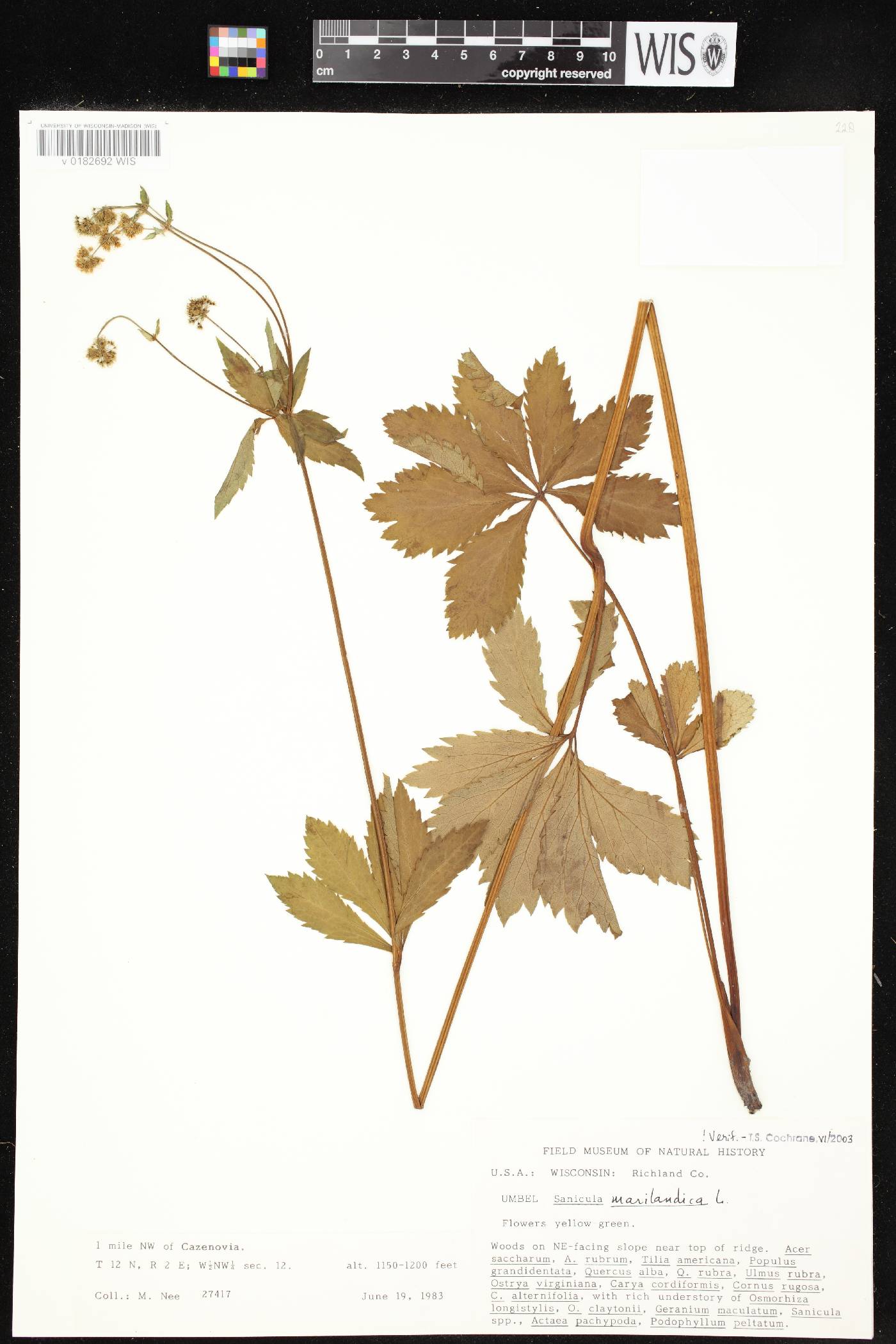 Sanicula marilandica image