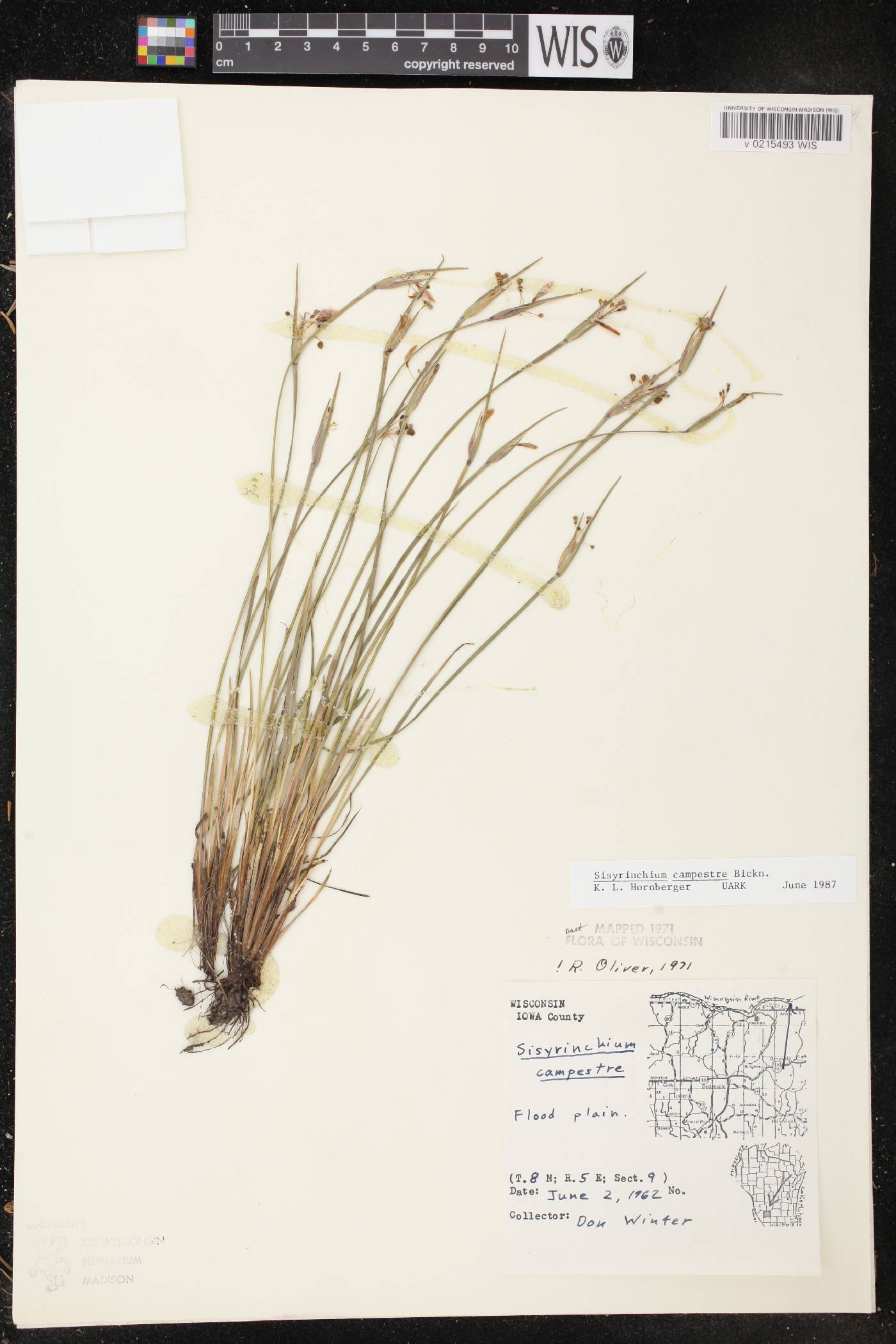 Sisyrinchium campestre image