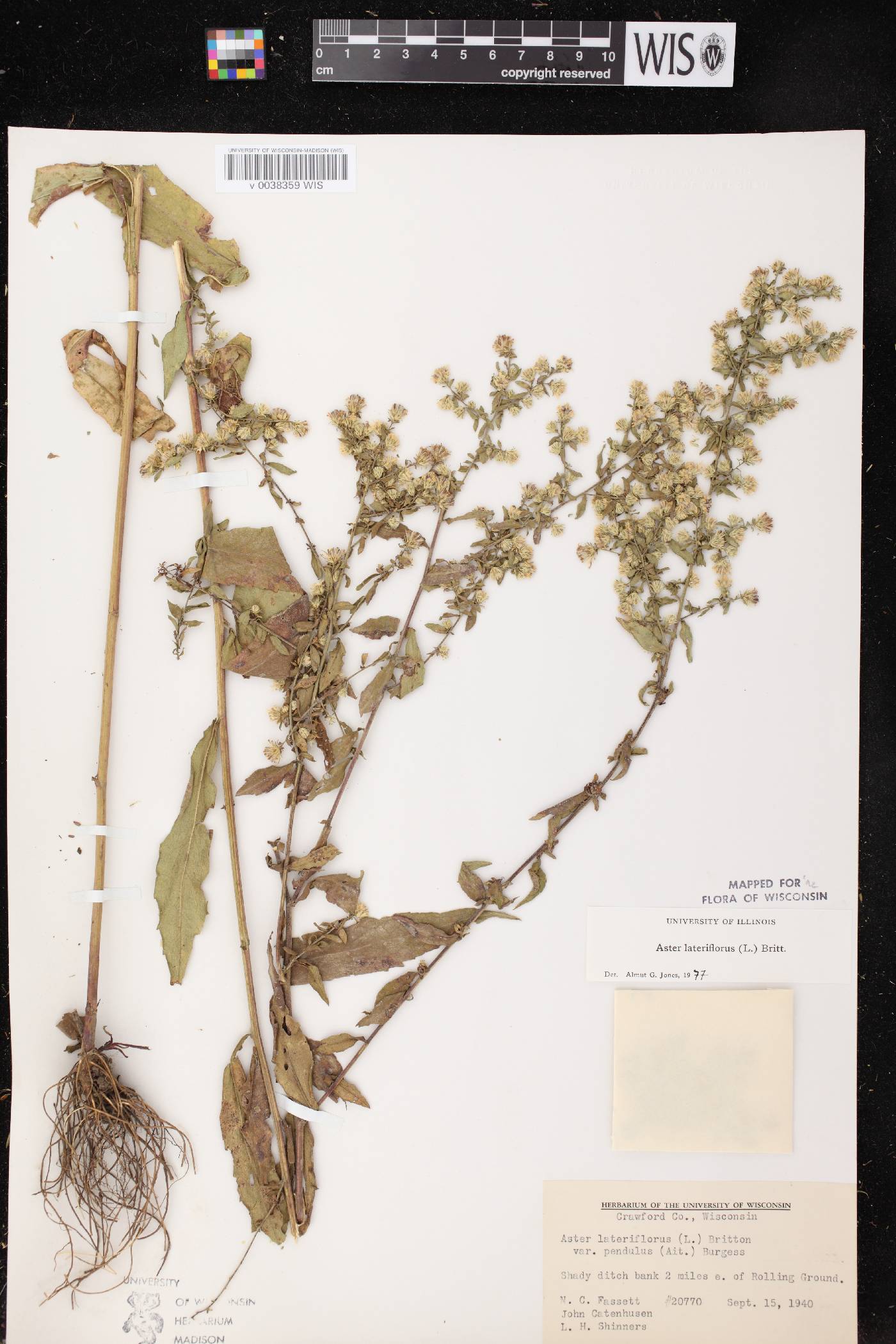 Symphyotrichum lateriflorum image