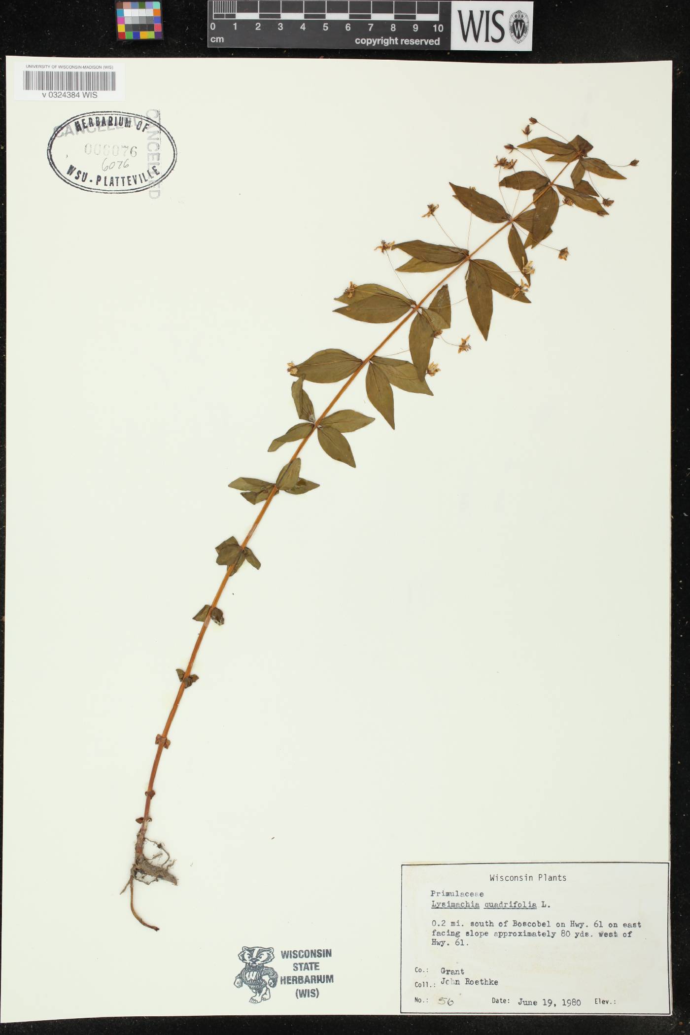 Lysimachia quadrifolia image