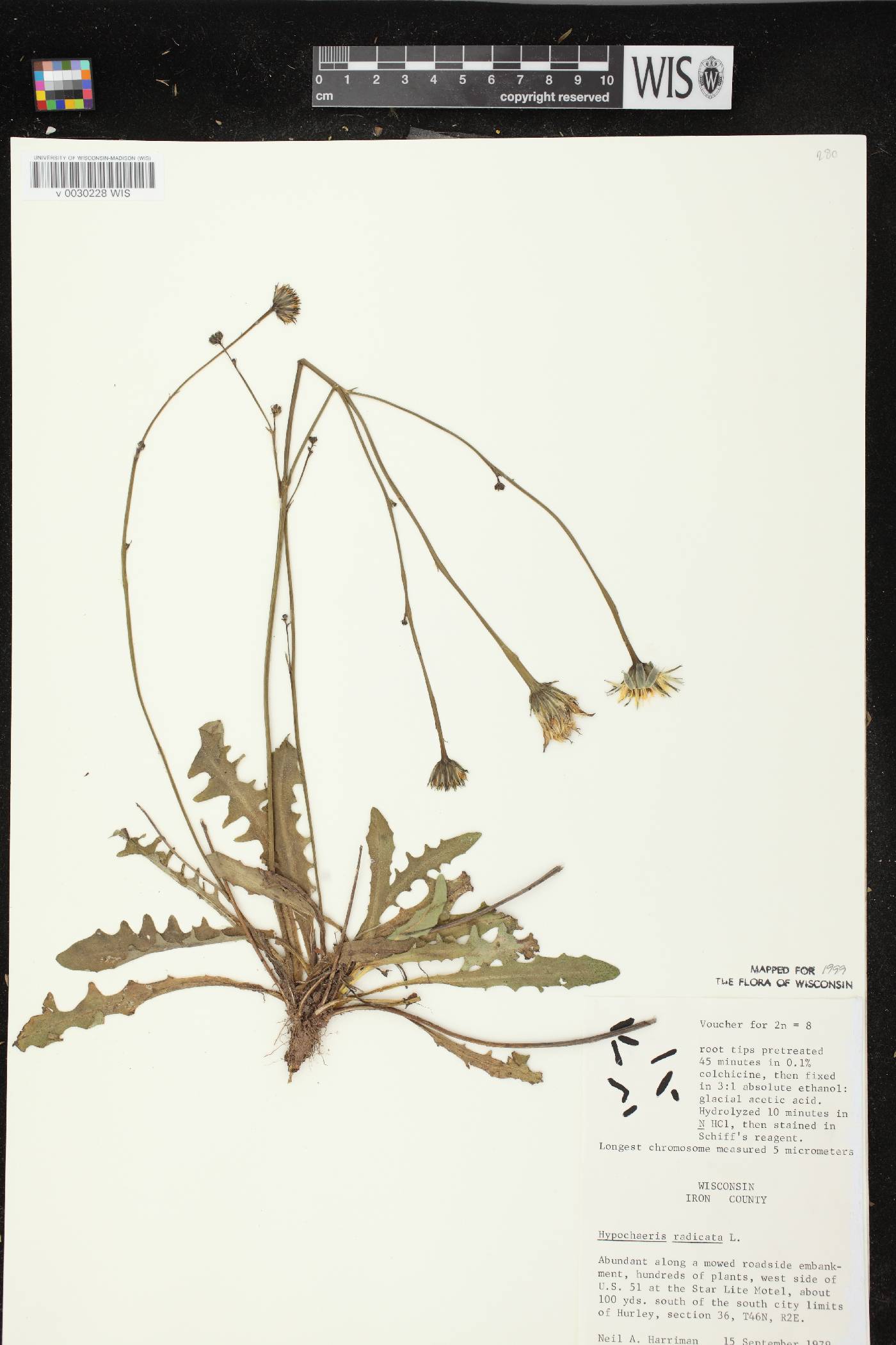 Hypochaeris radicata image