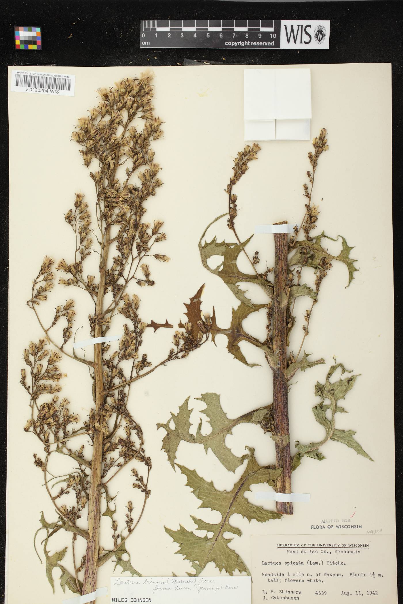 Lactuca biennis image