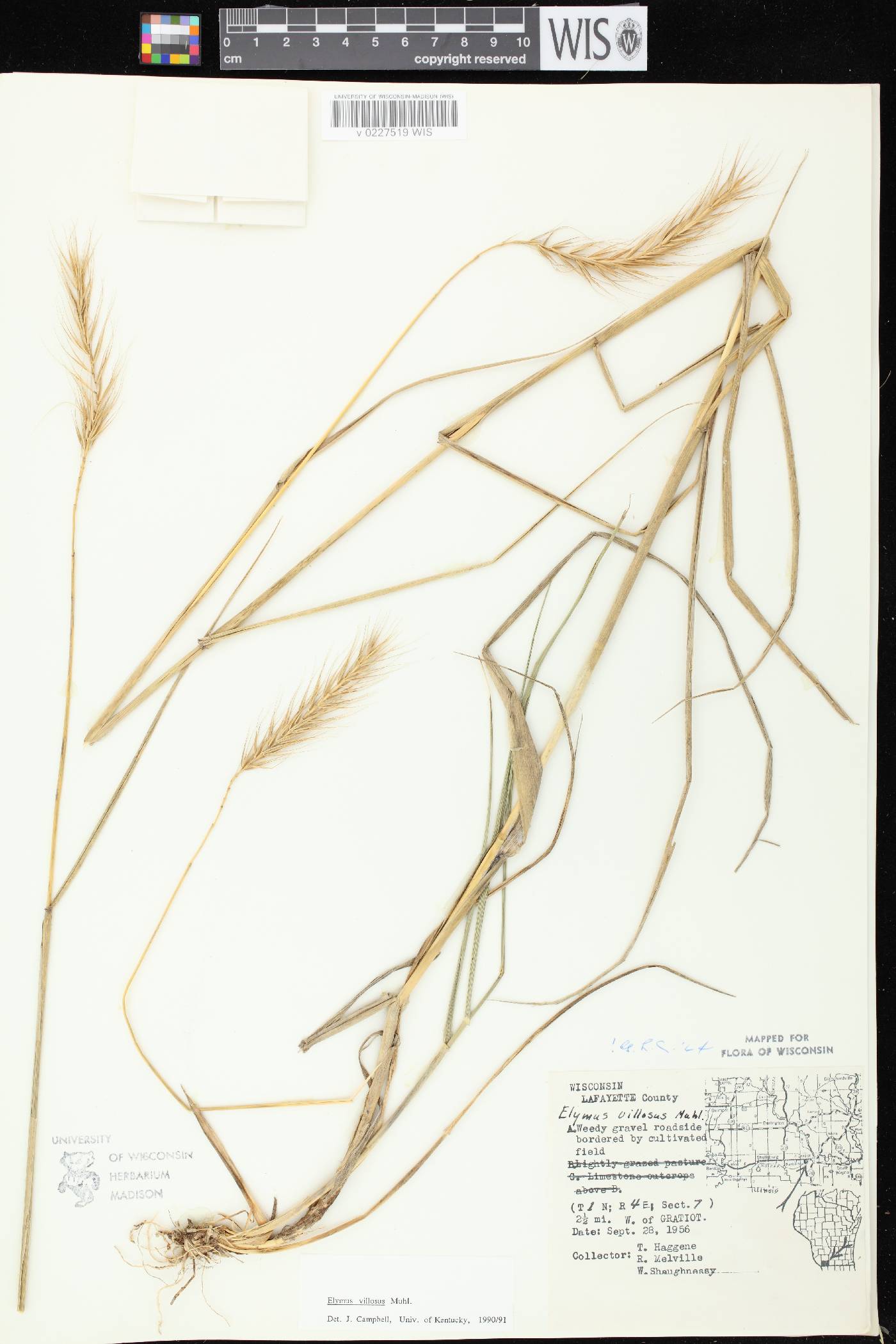 Elymus villosus var. villosus image
