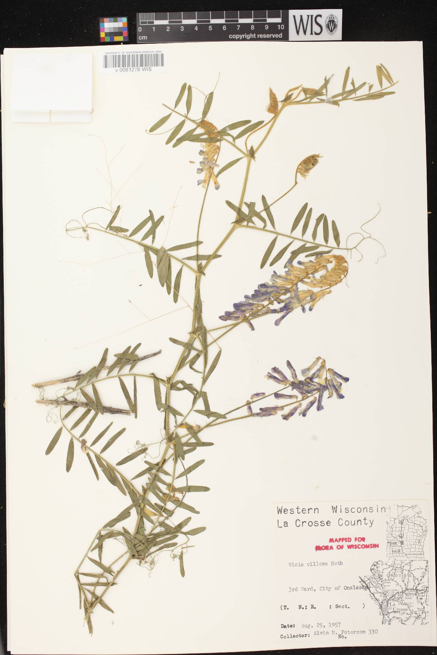 Vicia villosa image