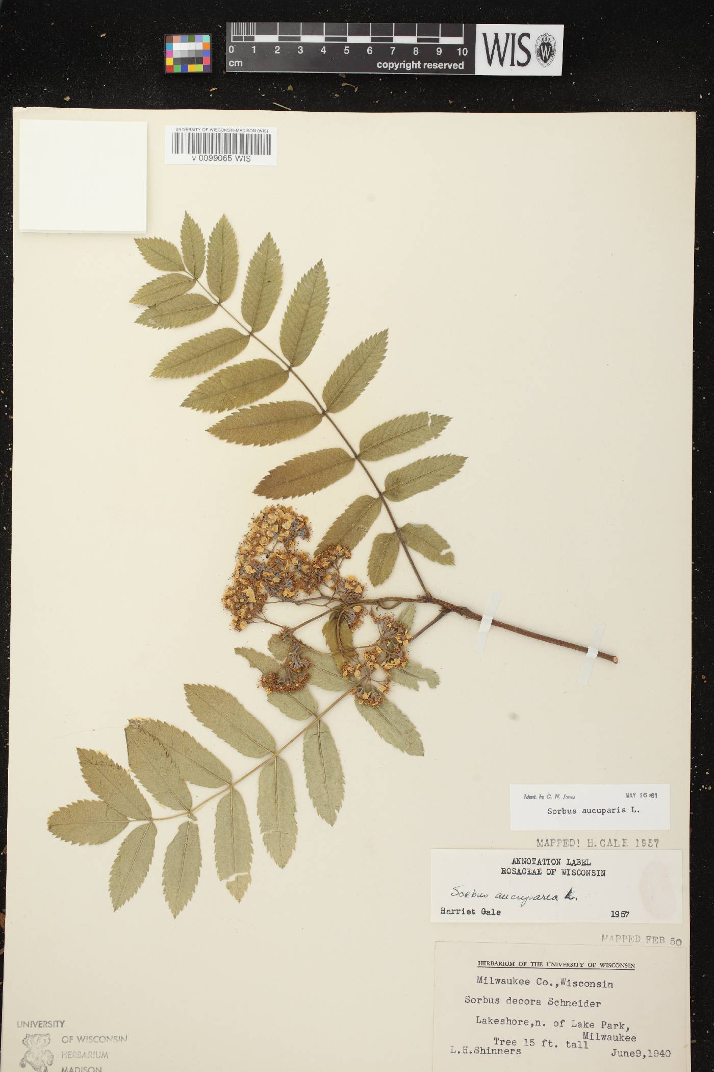 Sorbus aucuparia image
