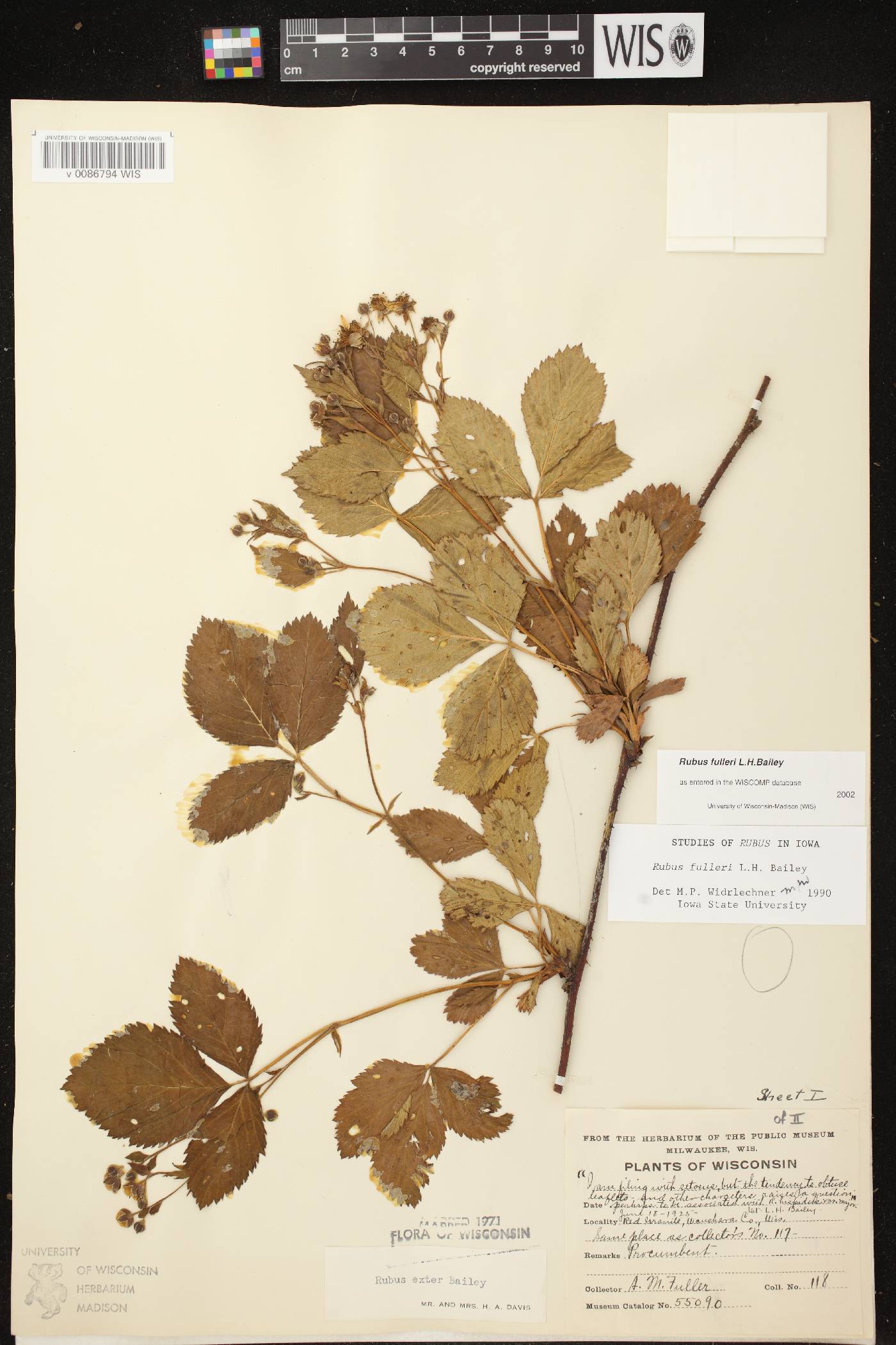 Rubus setosus image