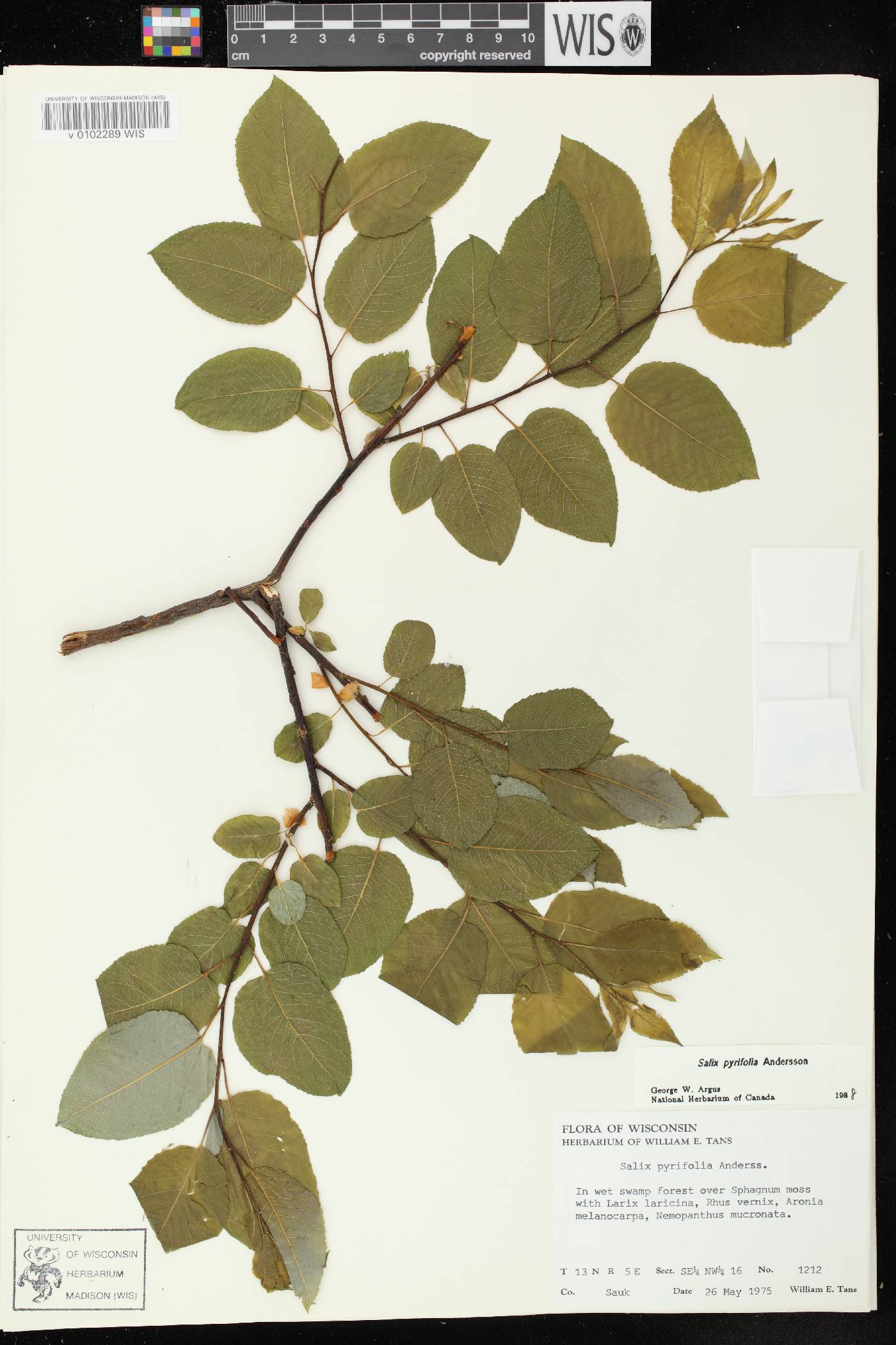 Salix pyrifolia image