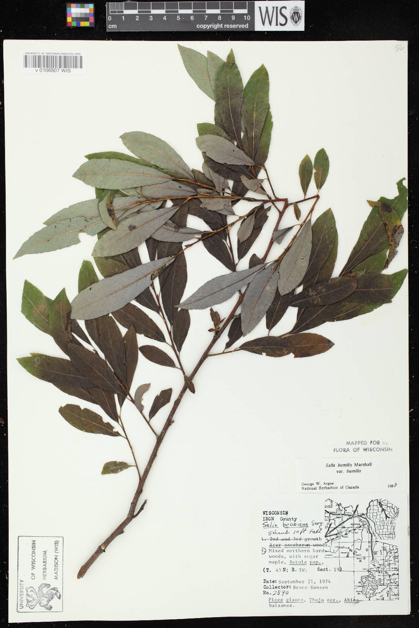 Salix humilis var. humilis image