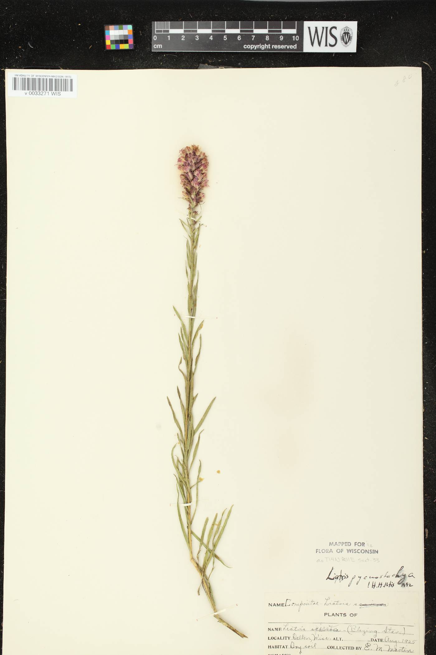 Liatris pycnostachya image