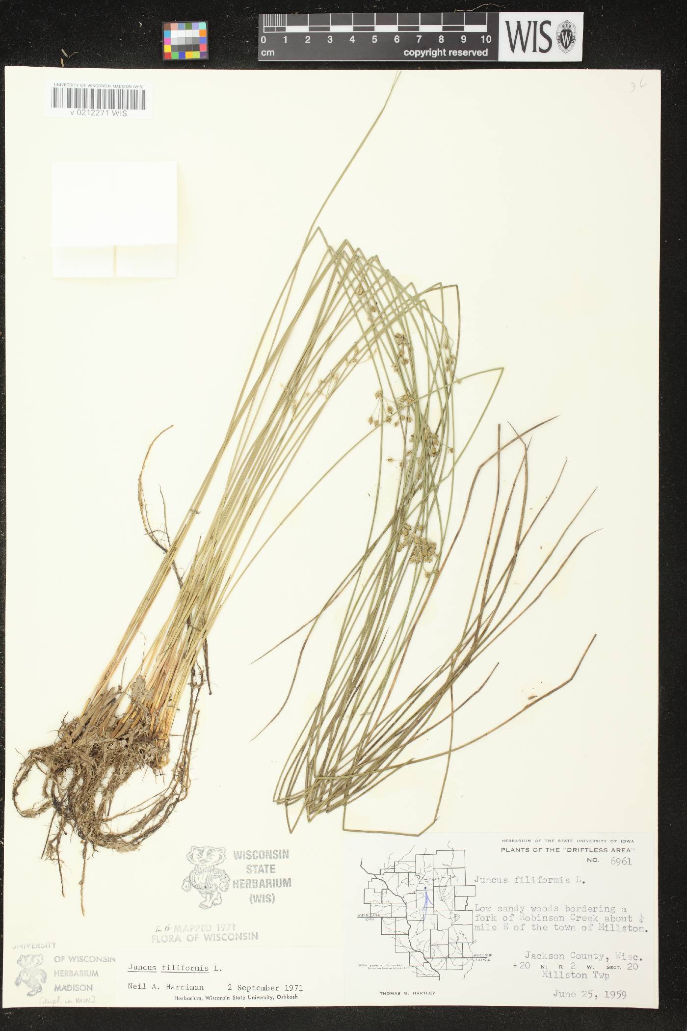 Juncus filiformis image