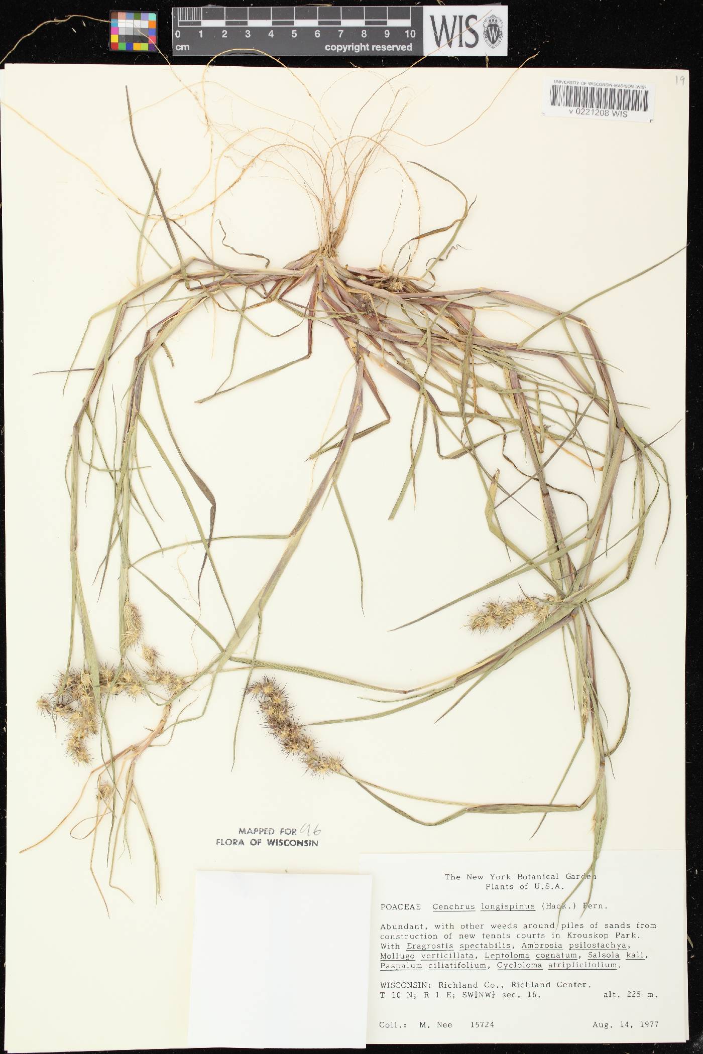 Cenchrus longispinus image