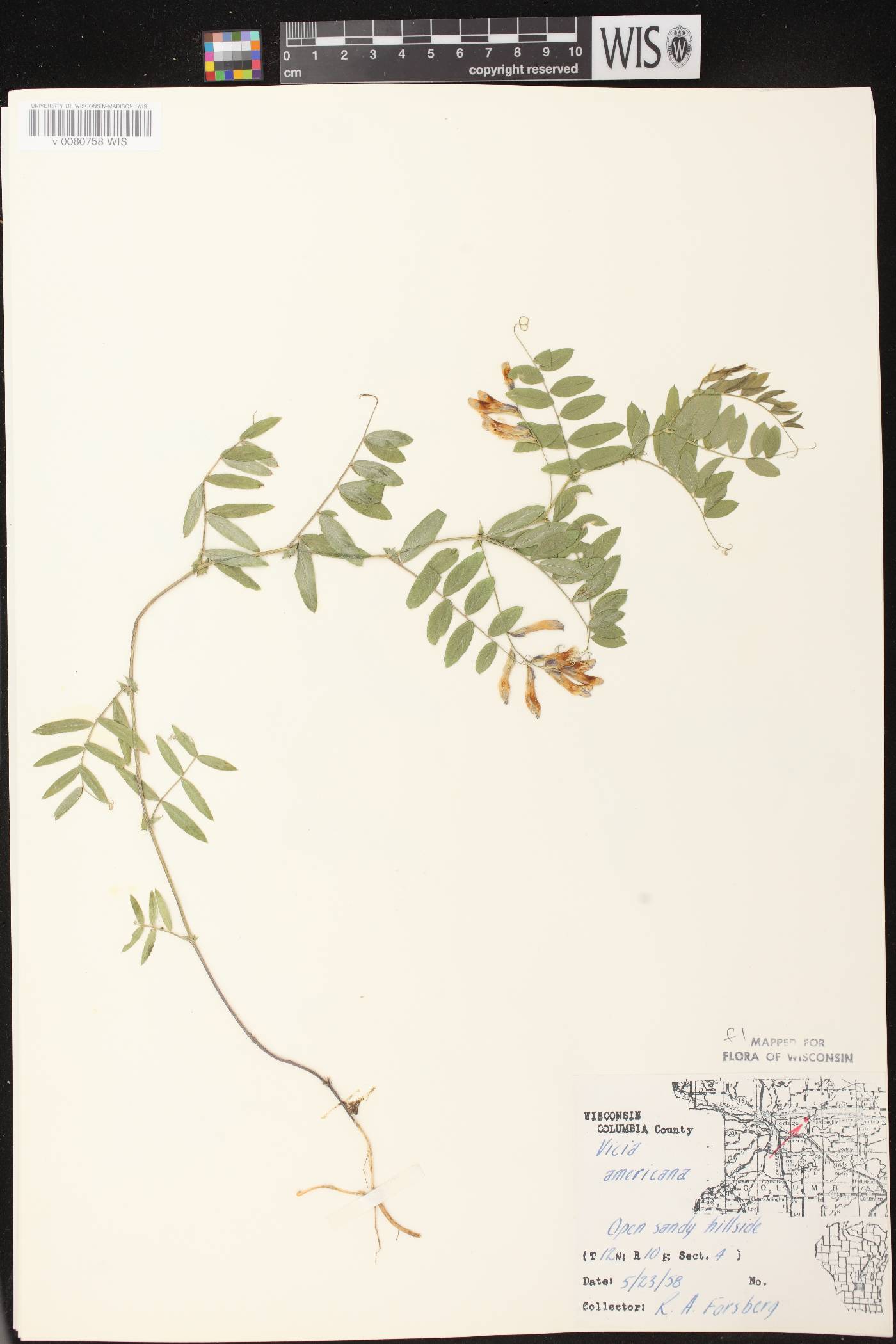 Vicia americana subsp. americana image