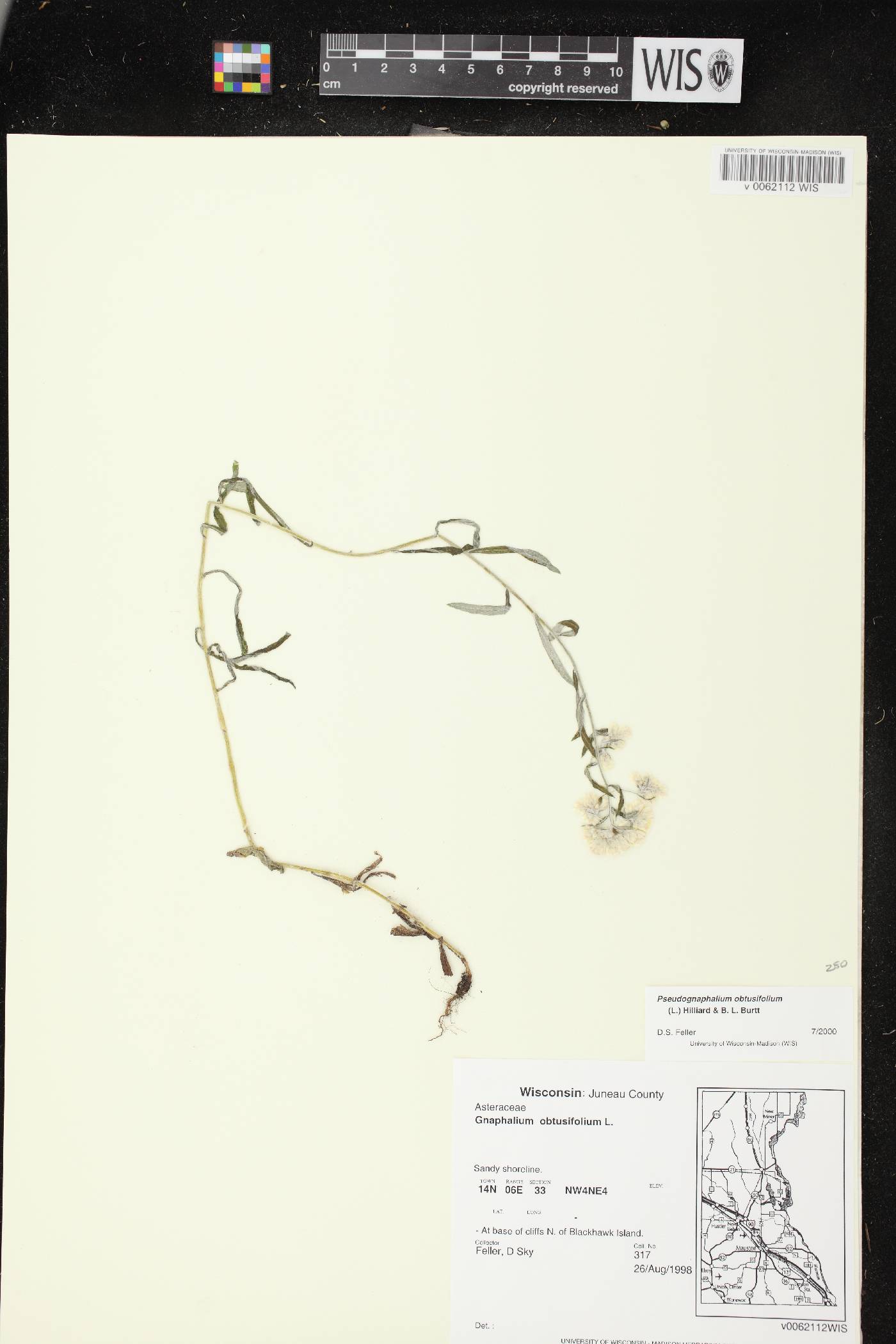 Pseudognaphalium obtusifolium image