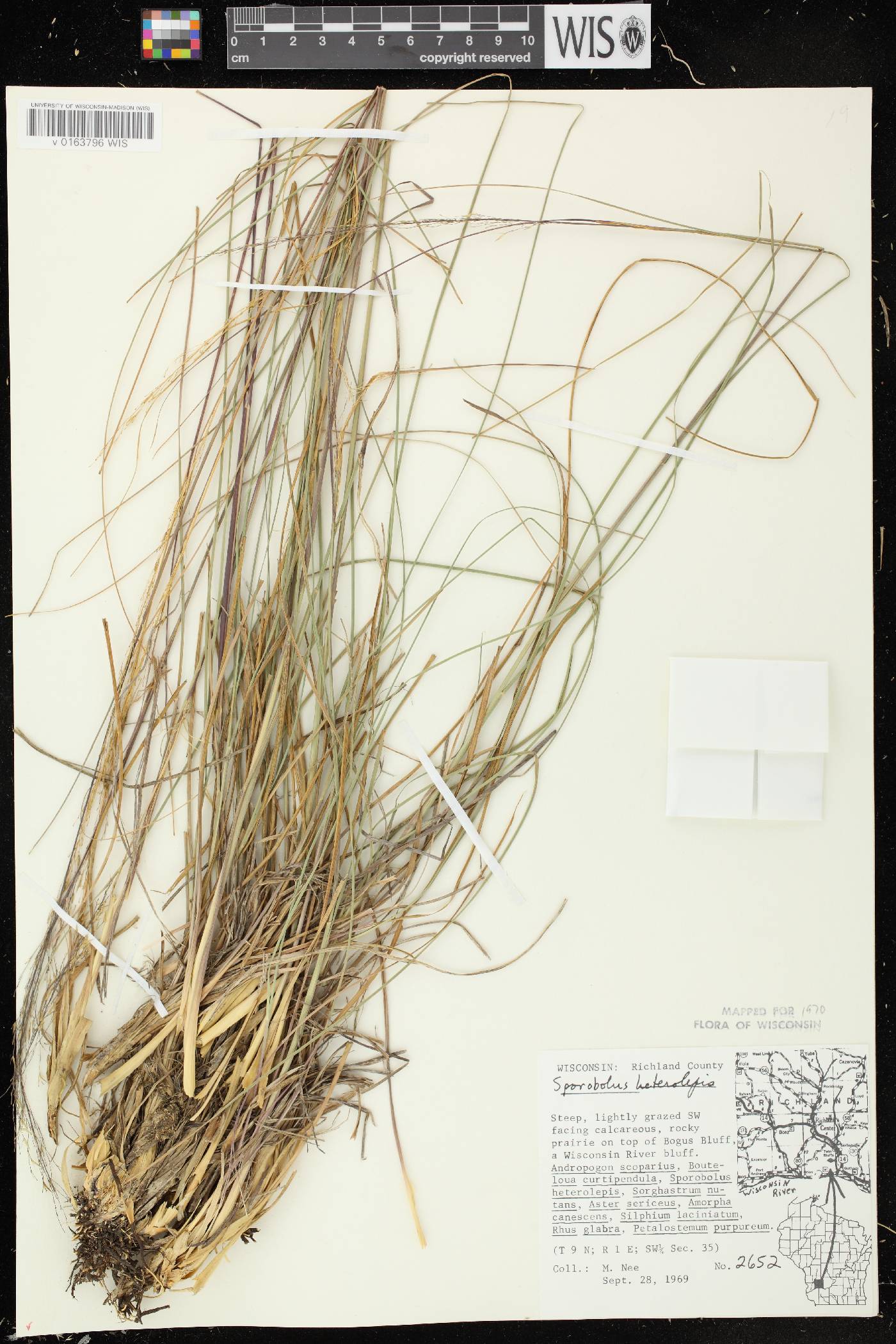 Sporobolus heterolepis image