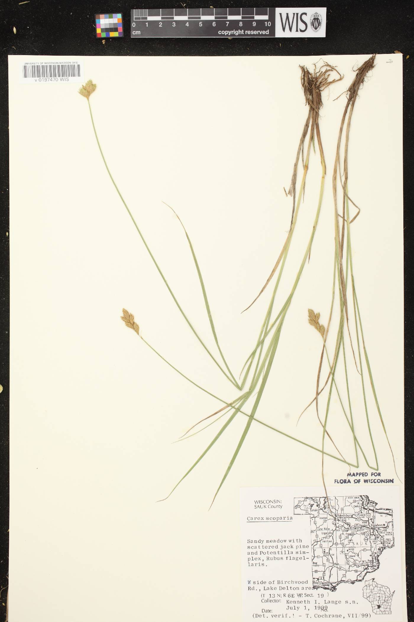 Carex scoparia var. scoparia image