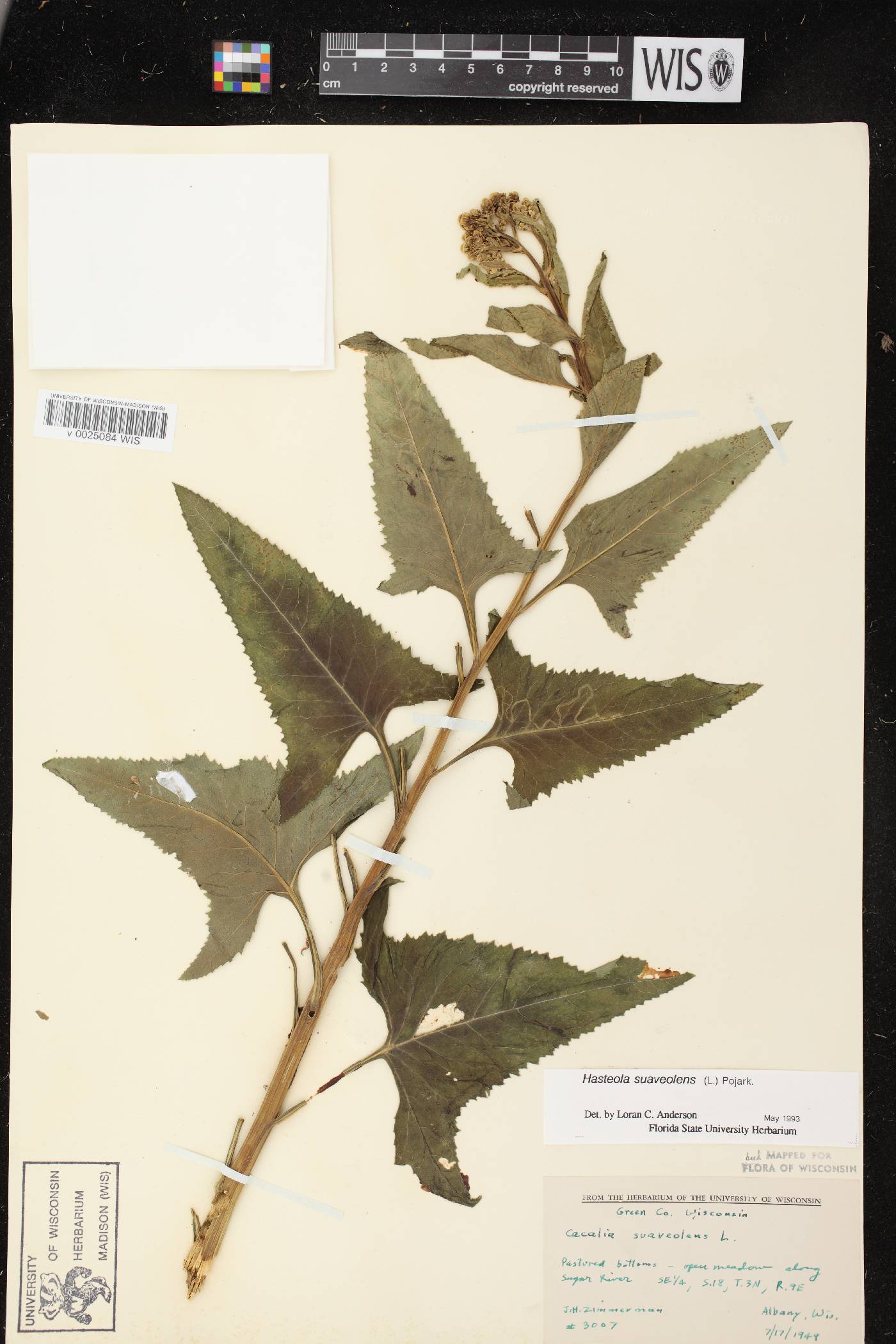 Hasteola suaveolens image
