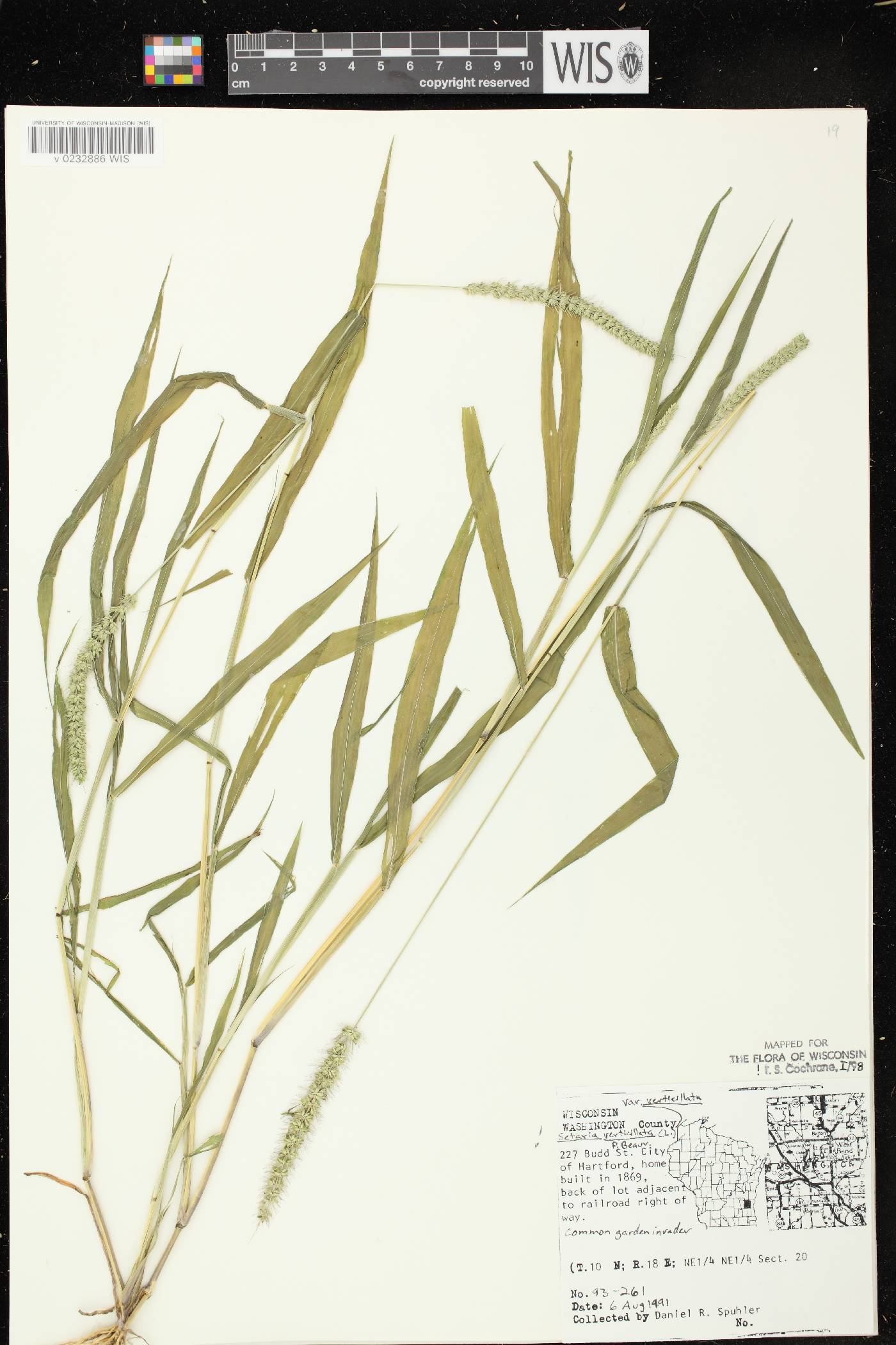 Setaria verticillata image