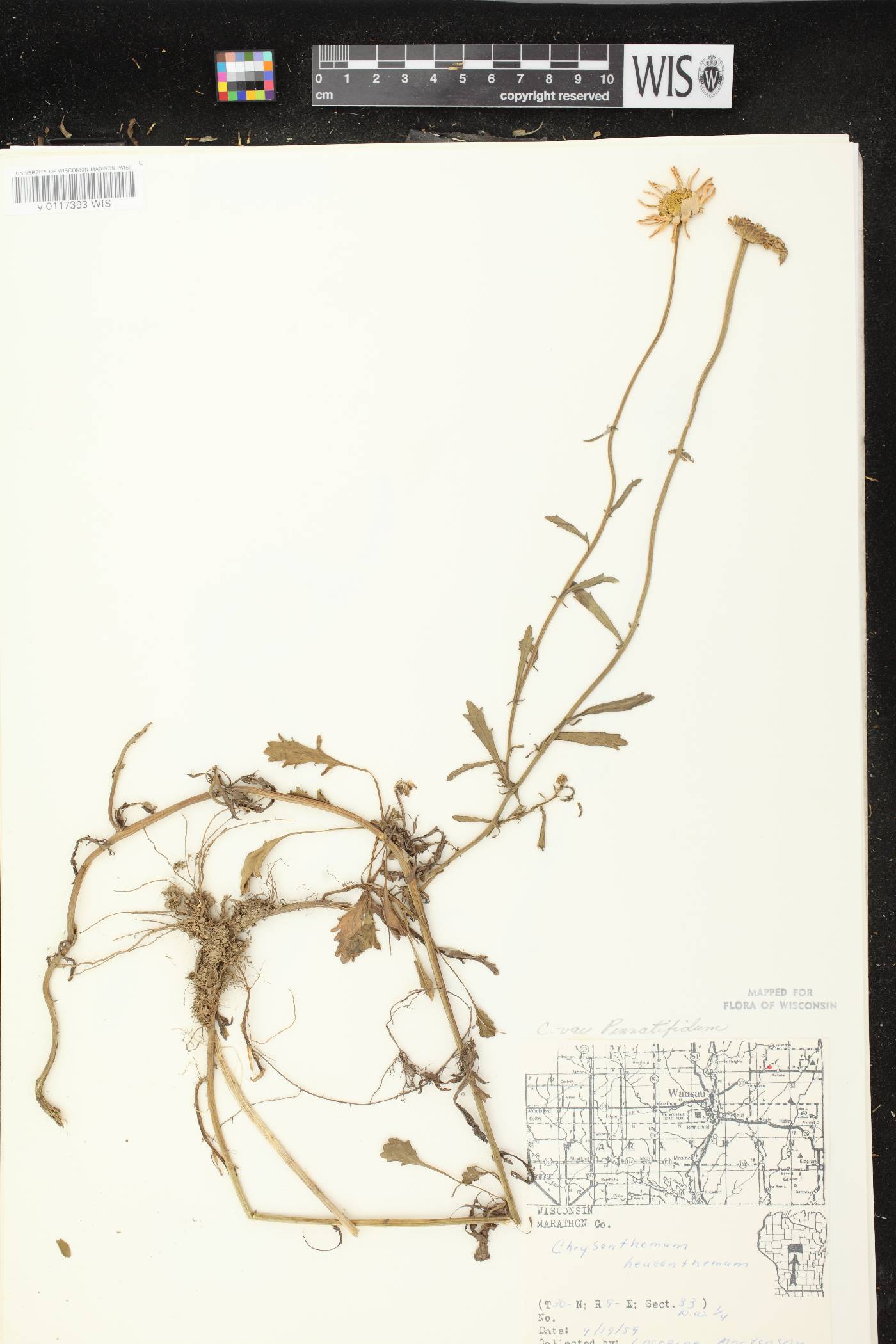 Leucanthemum vulgare image