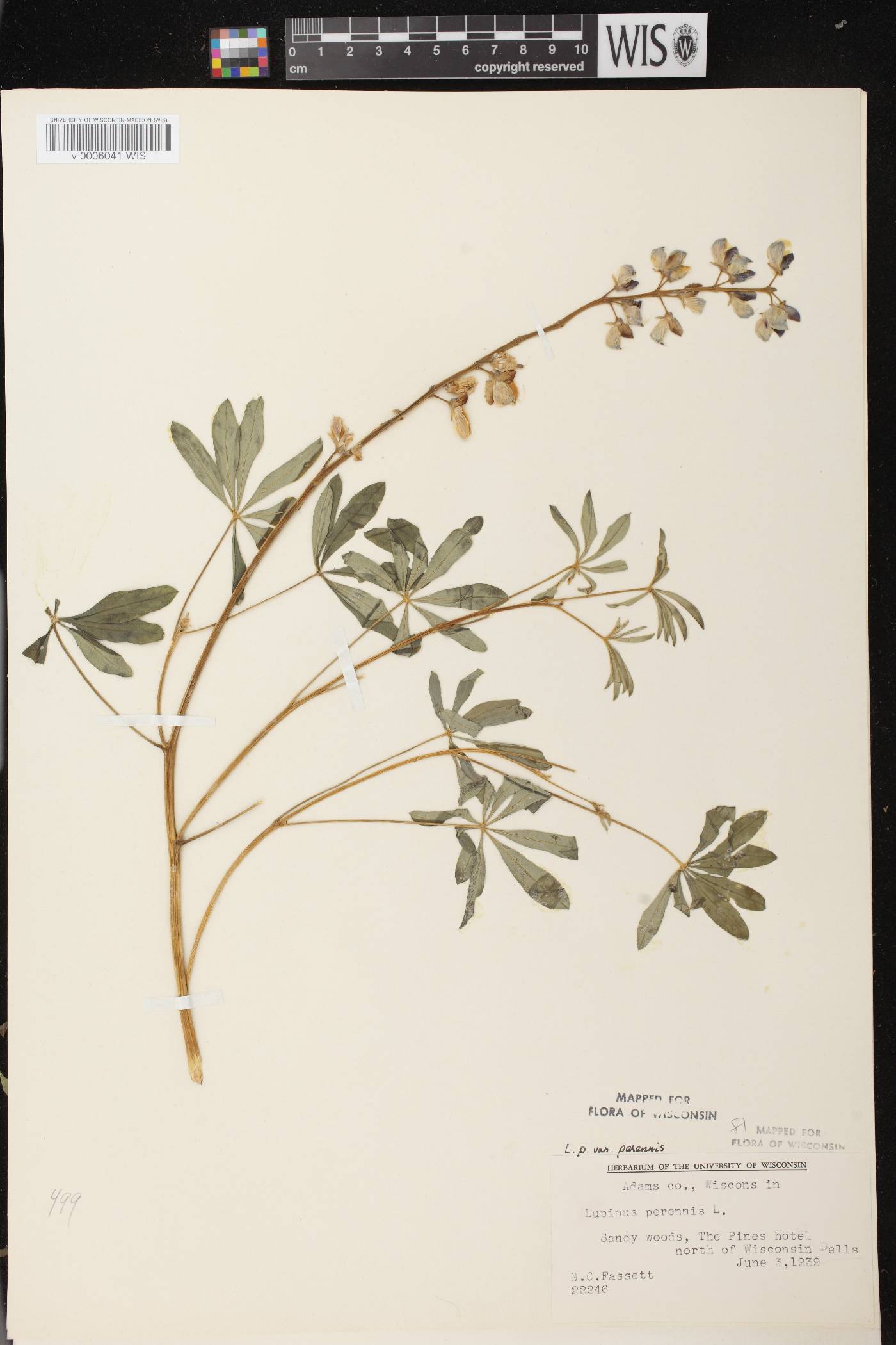 Lupinus perennis var. perennis image