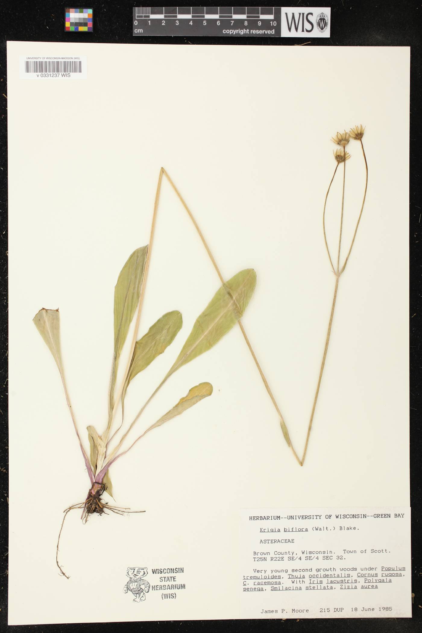 Krigia biflora image
