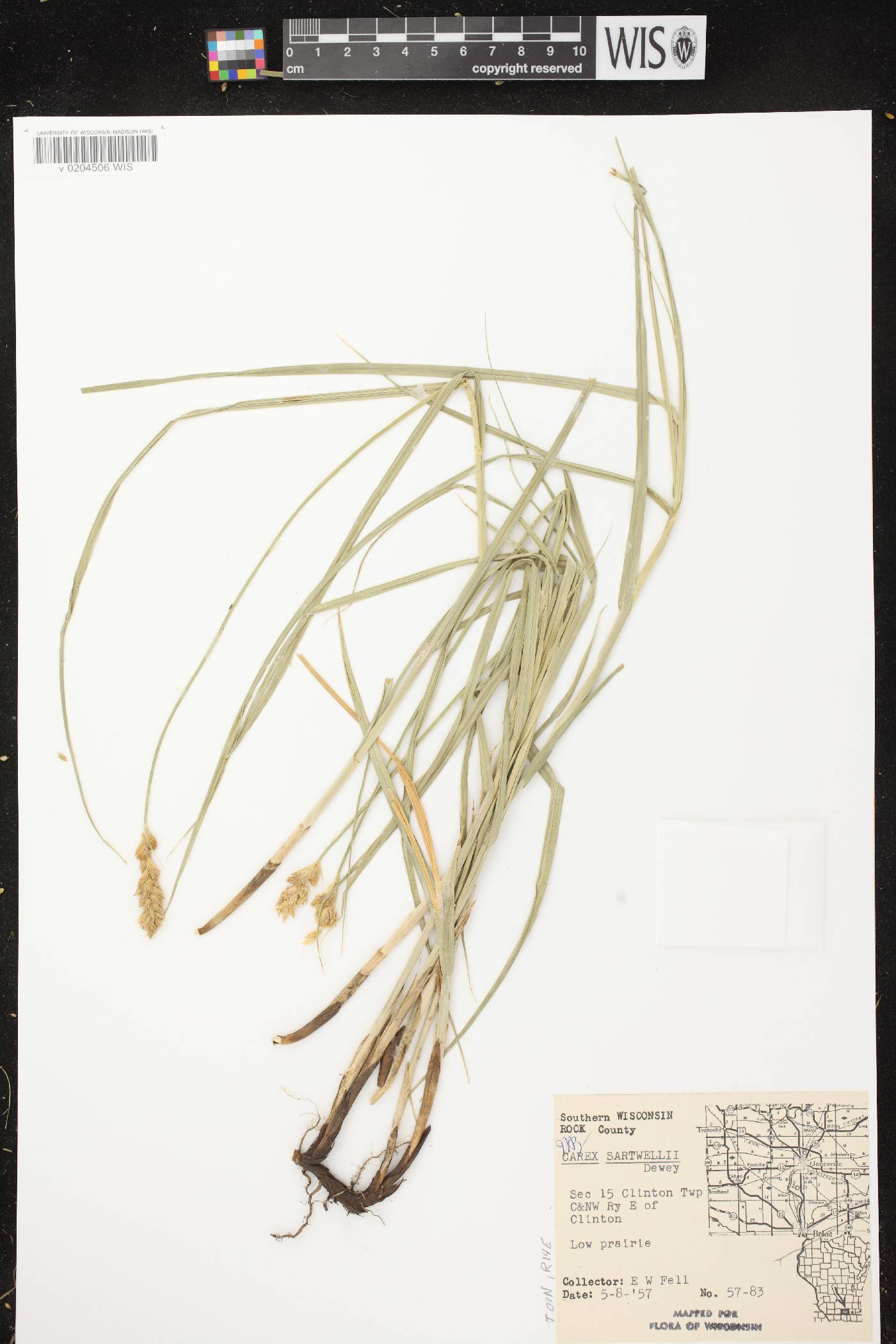Carex sartwellii image