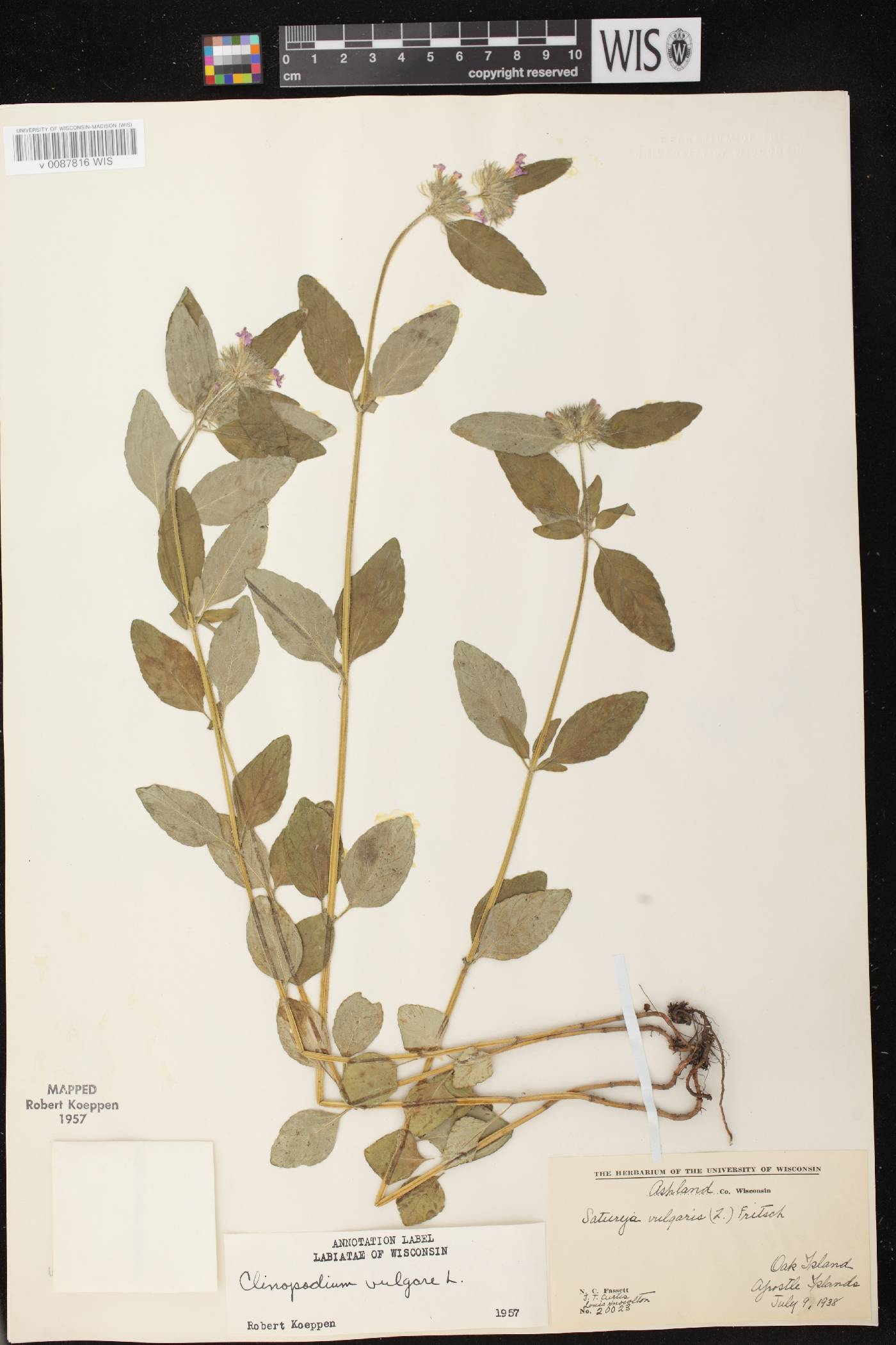 Clinopodium vulgare image